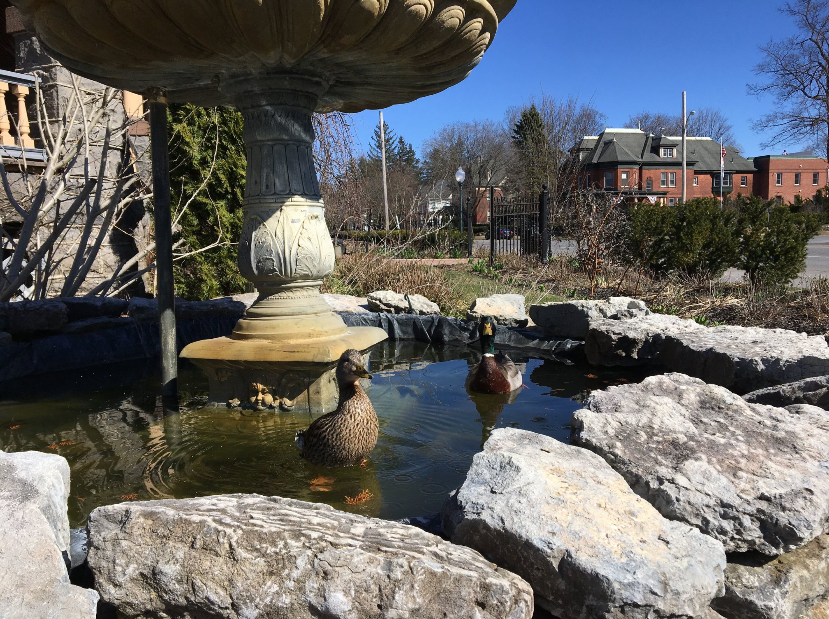 A duck pond with large rocks and a fountain in a park setting.