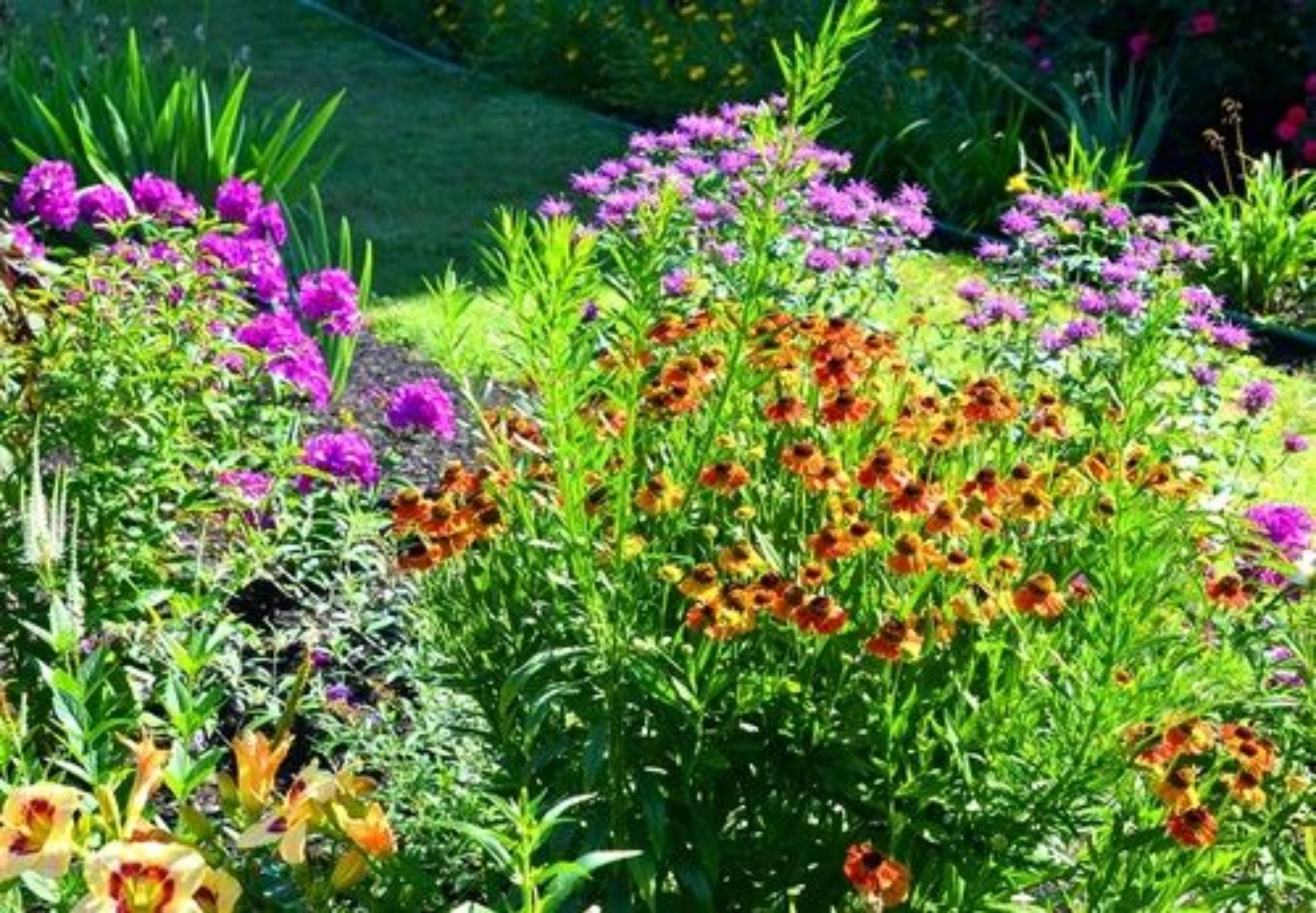 A garden with various flowers and plants.