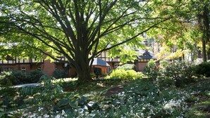 A garden with a large tree and white flowers in front of a building with a Tudor-style roof.