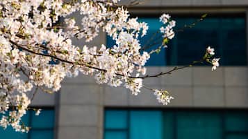 Un edificio con ventanas amplias y un árbol con flores blancas al frente.