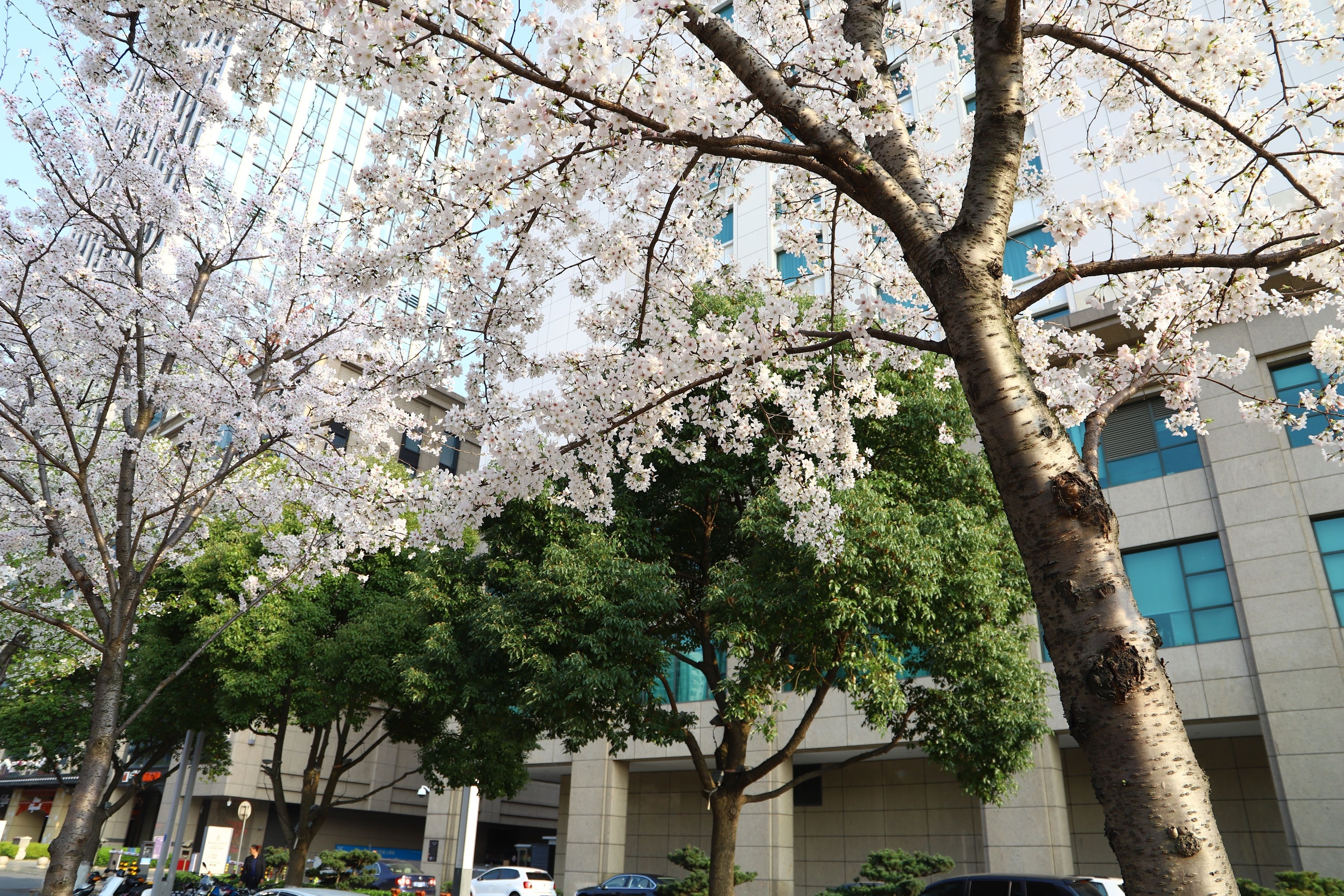 Un edificio de estilo arquitectónico moderno, rodeado de árboles con flores florecientes.