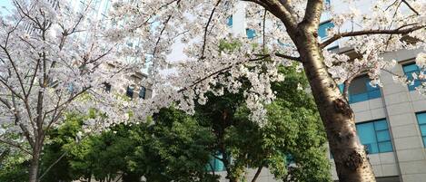 Un edificio de estilo arquitectónico moderno, rodeado de árboles con flores florecientes.