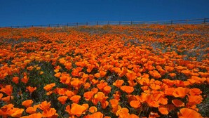 Un campo fiorito di vivaci fiori arancioni sotto un cielo azzurro limpido.