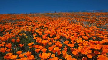 Un campo fiorito di vivaci fiori arancioni sotto un cielo azzurro limpido.