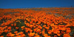 A field of vibrant orange flowers under a clear blue sky. - Holiday Inn Express Lancaster by IHG (Lancaster)