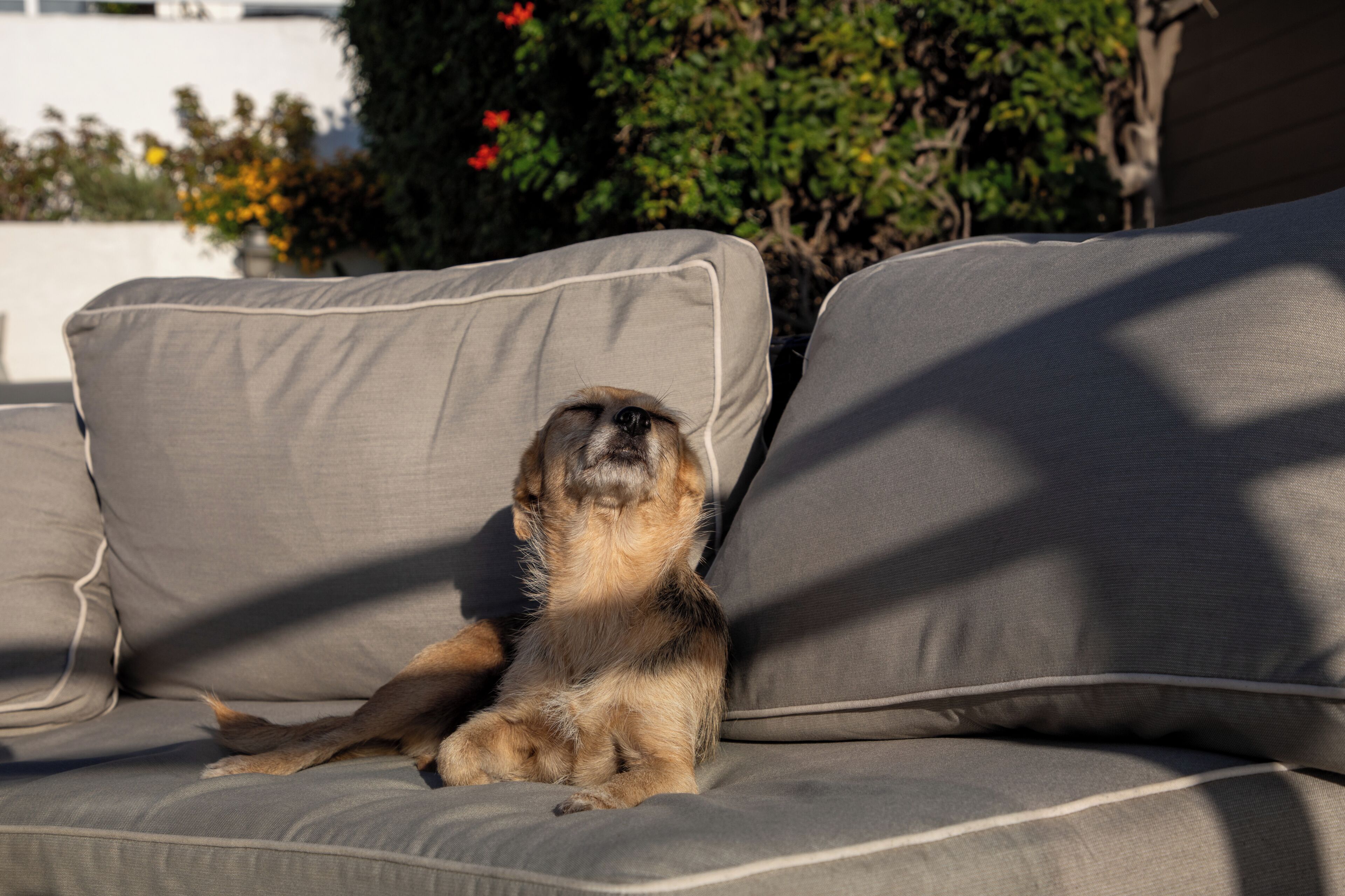 Un perro descansando sobre un sofá gris con un cojín.