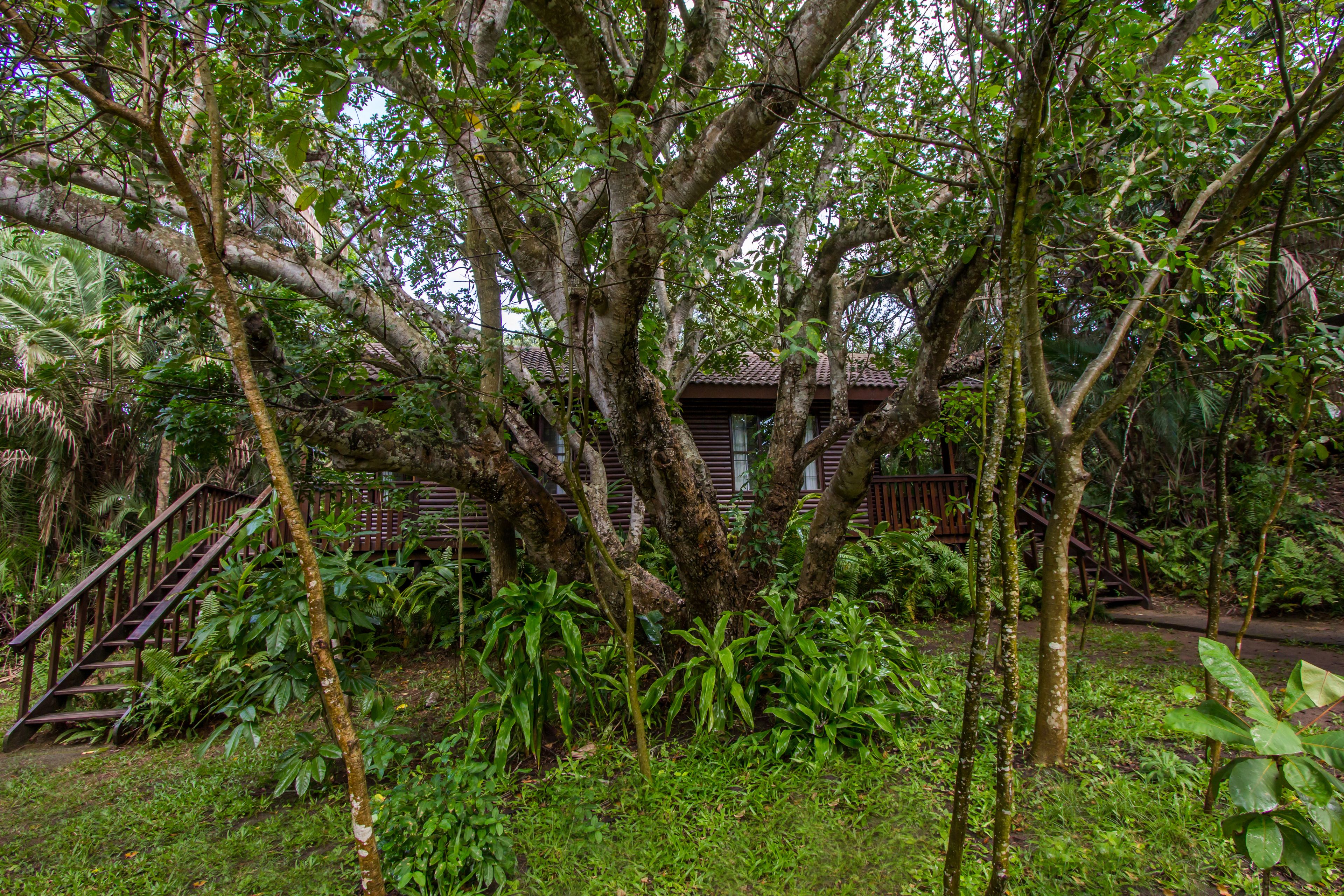 A rustic wooden cabin surrounded by dense tropical foliage, with a wooden staircase leading up to the entrance.