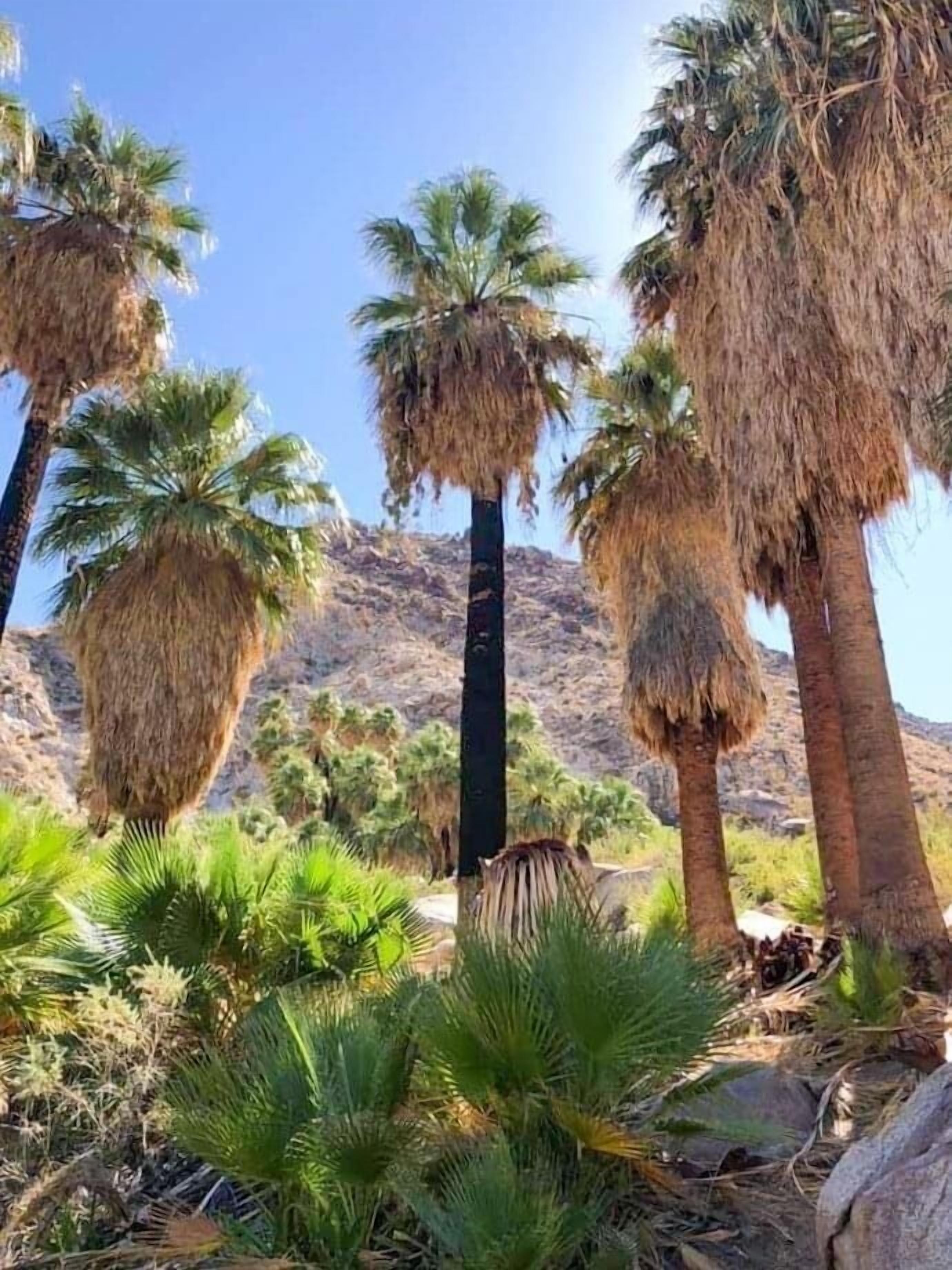 A desert landscape with tall palm trees and rocky hills in the background.