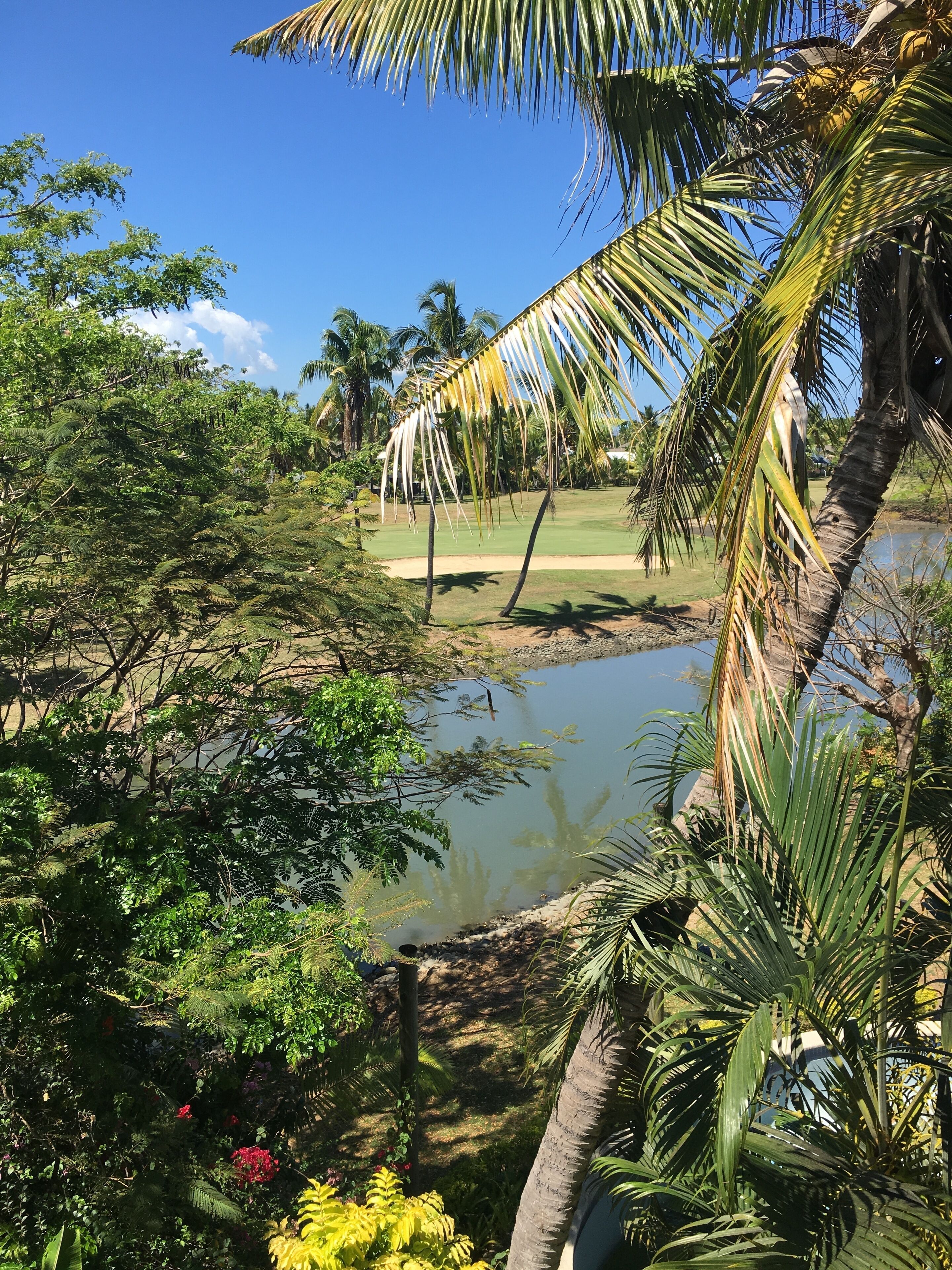 Un jardín tropical con un estanque, palmeras y una gran variedad de follaje.