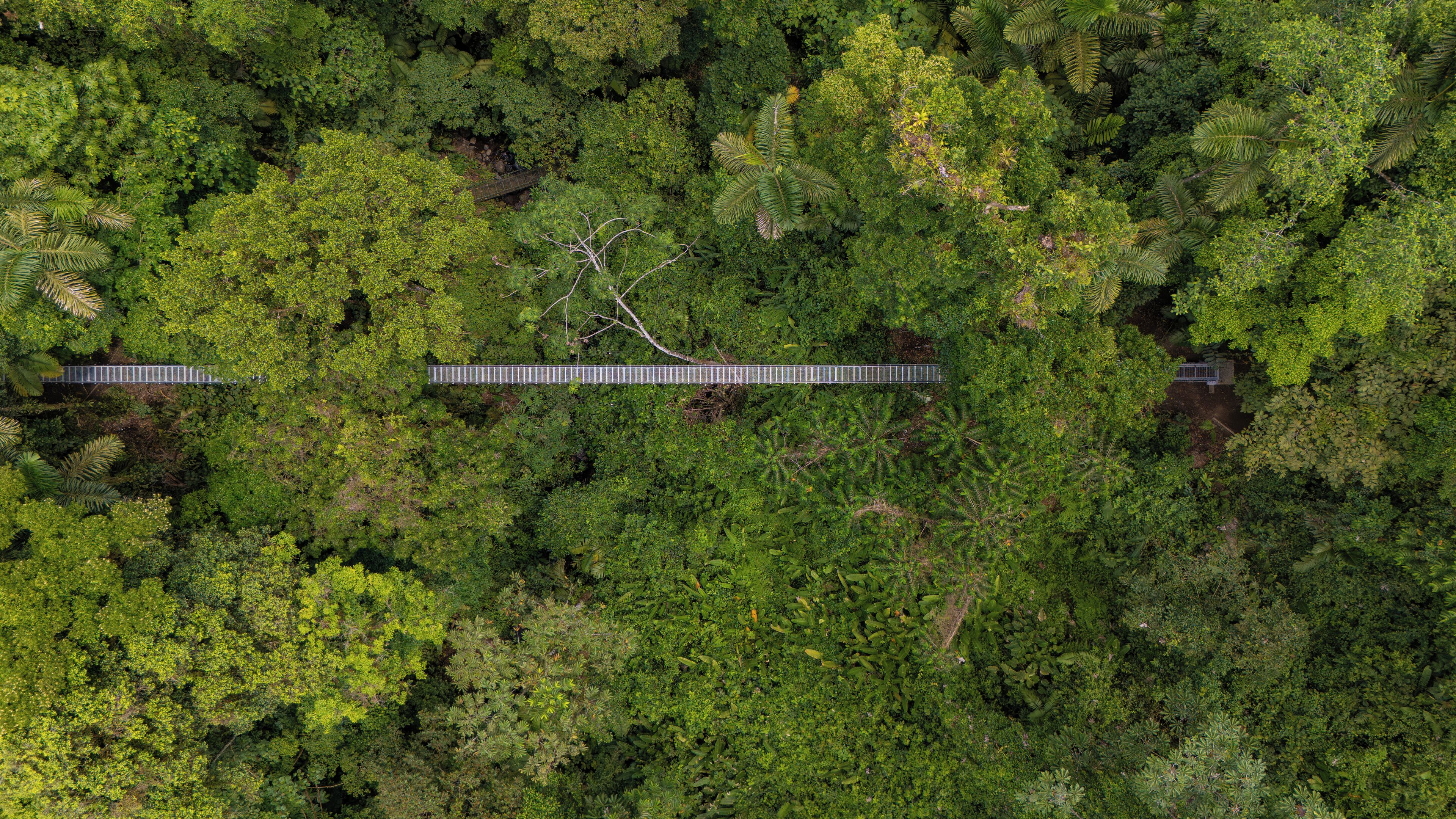 An aerial view of a dense forest with a bridge crossing over a river.