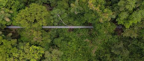 An aerial view of a dense forest with a bridge crossing over a river.