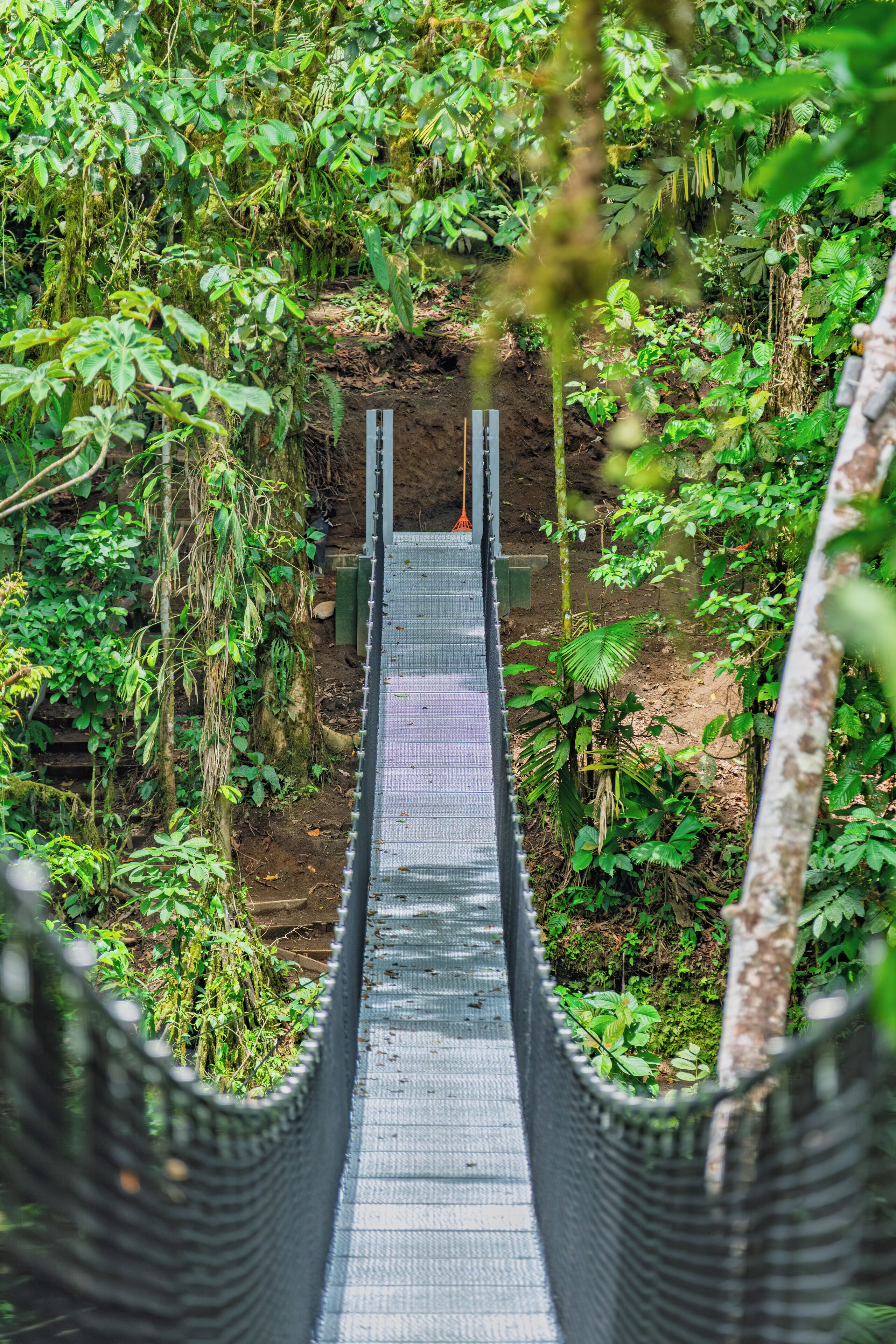 A suspension bridge in a lush, green forest.