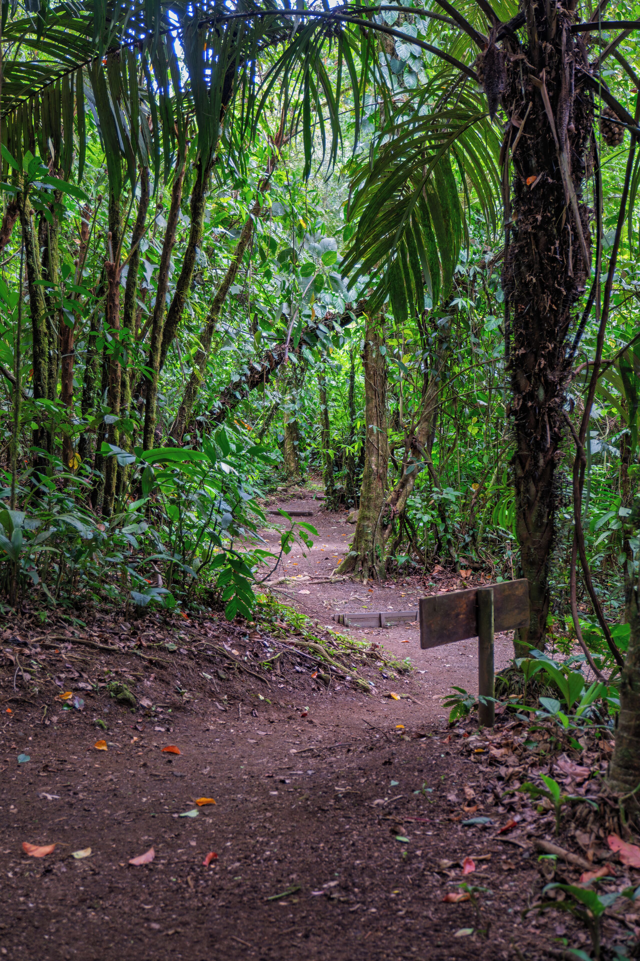 A dirt path in a dense forest with a wooden signpost.