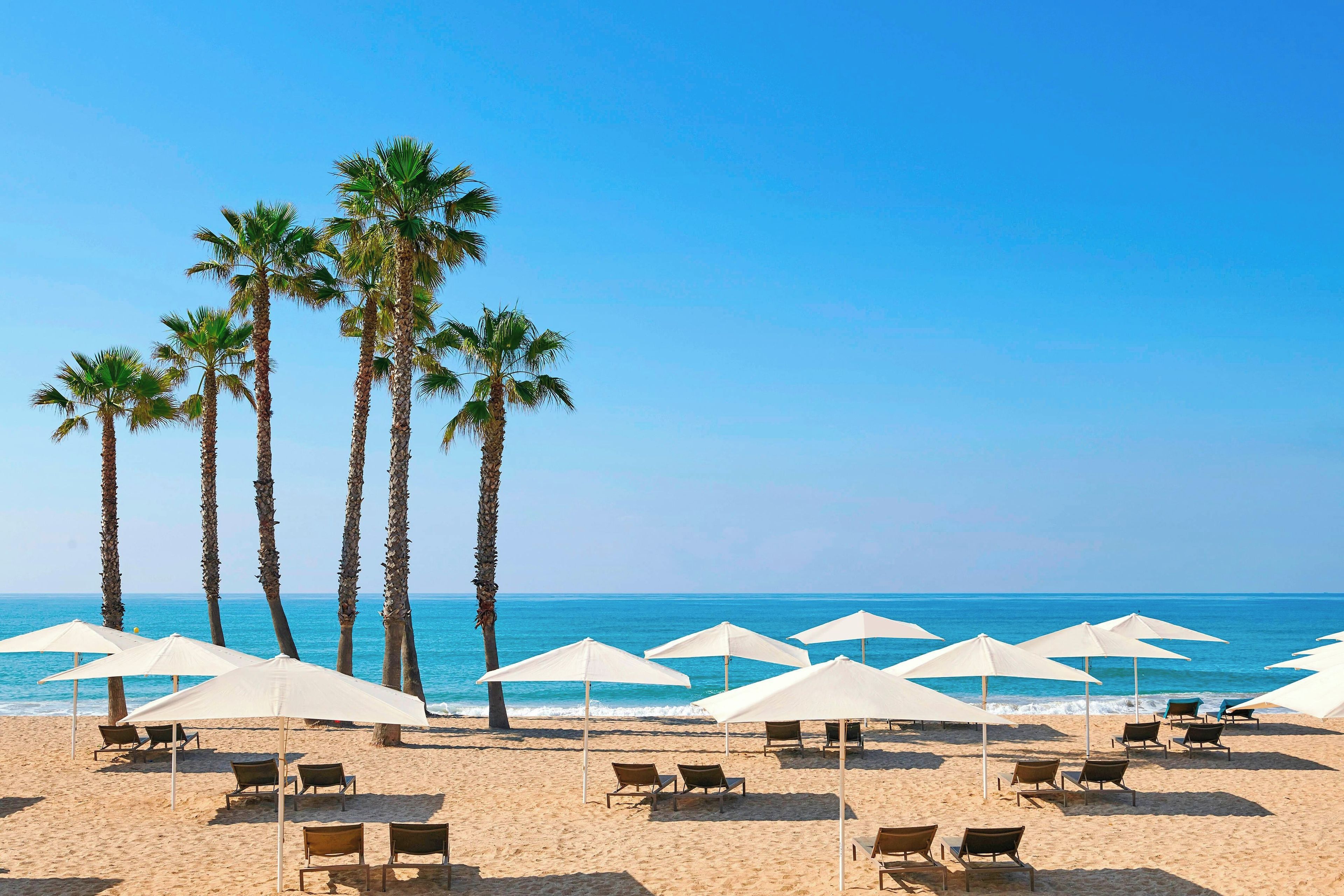 Una playa con palmeras, sombrillas blancas y sillones de playa.