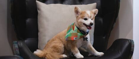 A small dog sitting on a black leather chair with a pillow.