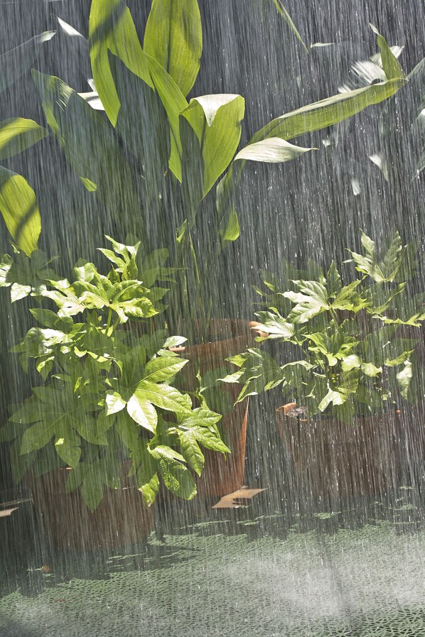 Une plante à larges feuilles dans une serre.
