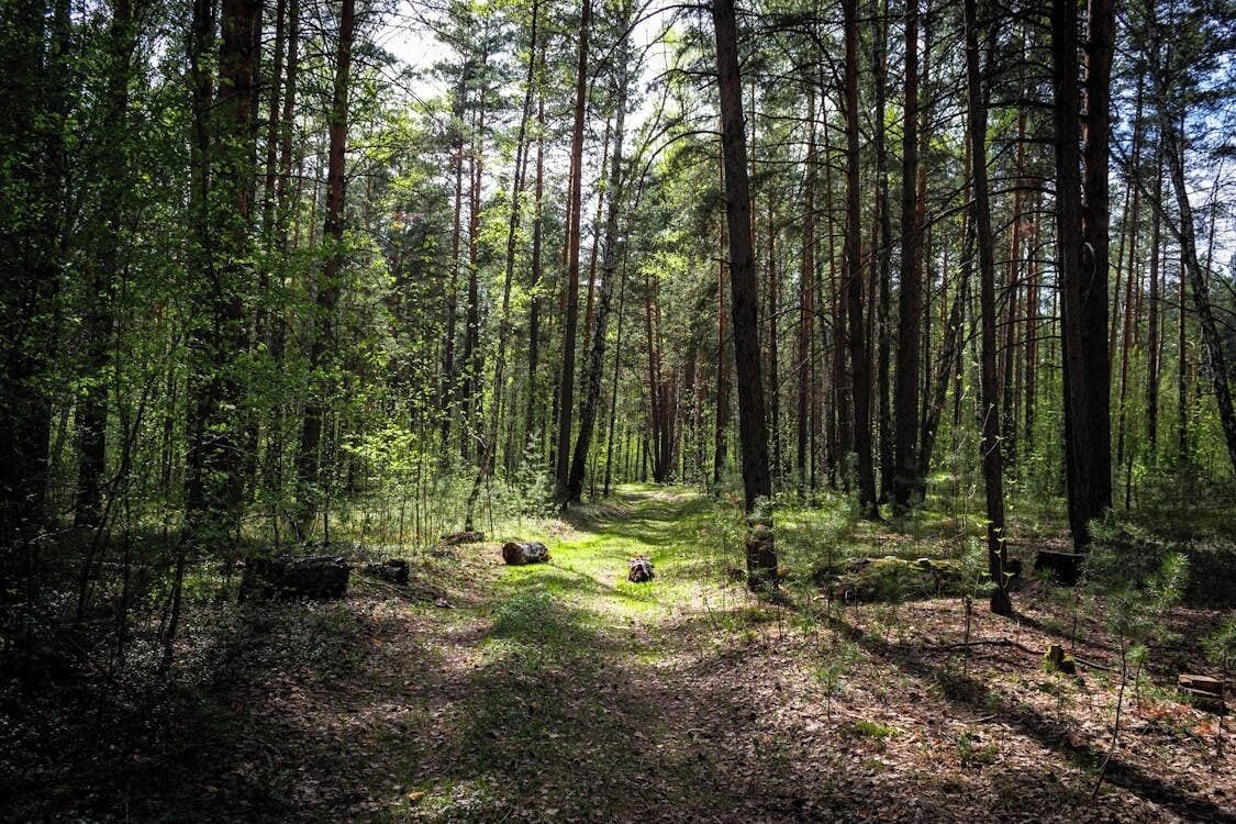 Zona boscosa amb un camí ben marcat, envoltada d'alzines i vegetació abundant.