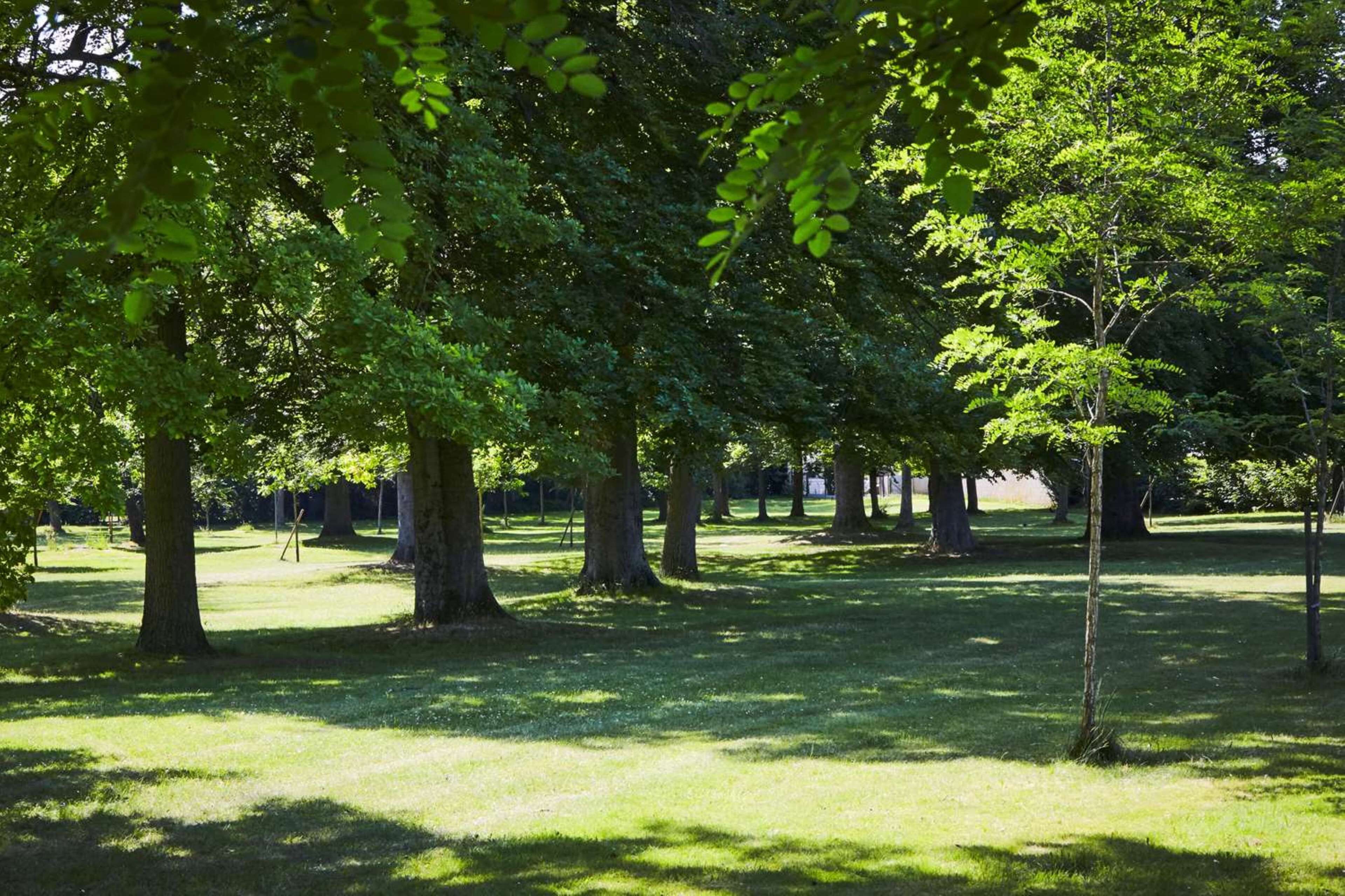 A park with multiple trees and a grassy area.