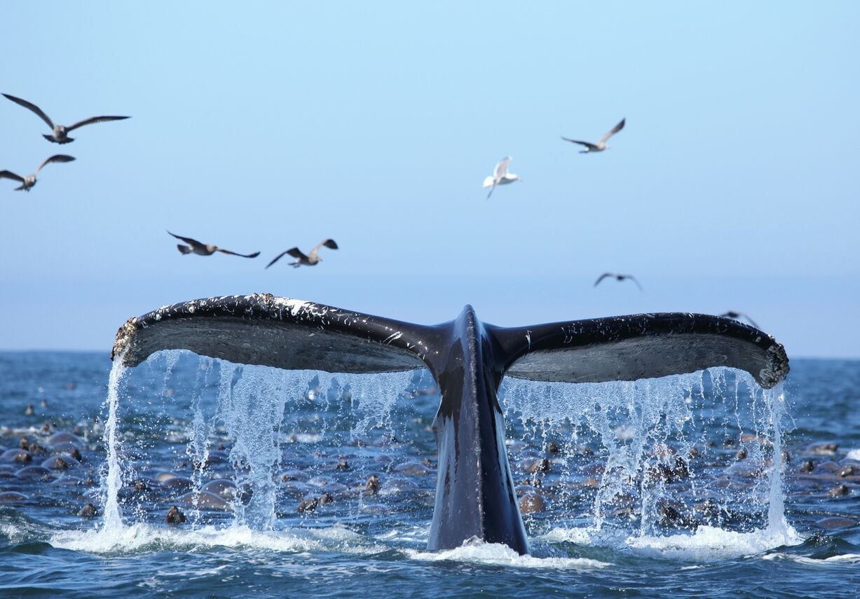 A whale's tail breaching with water splashing around, birds flying in the background, and a clear blue sky.