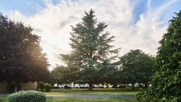A park with a large evergreen tree, a well-maintained lawn, and a parking area with cars.