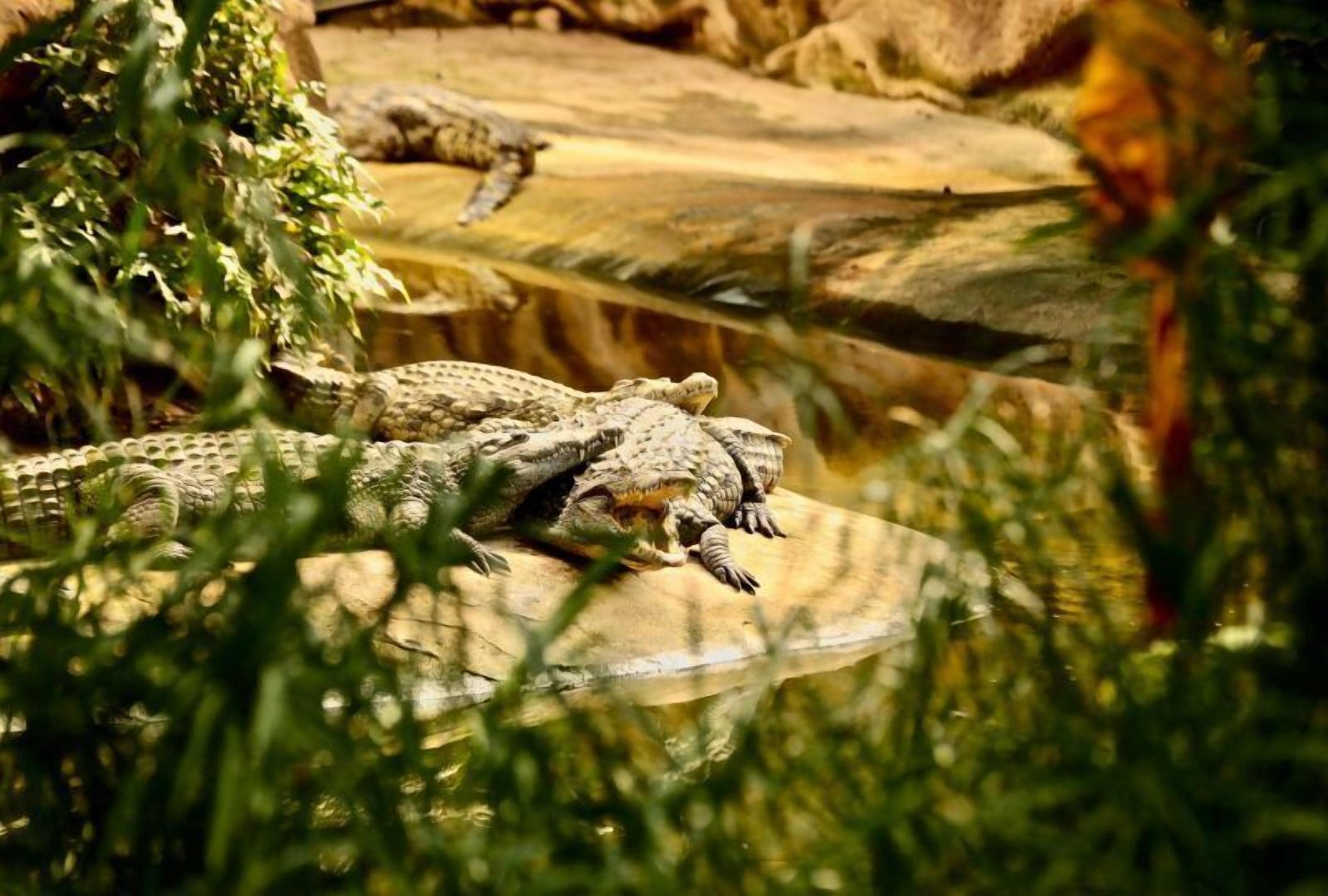 A crocodile enclosure with a water feature and rocky terrain.