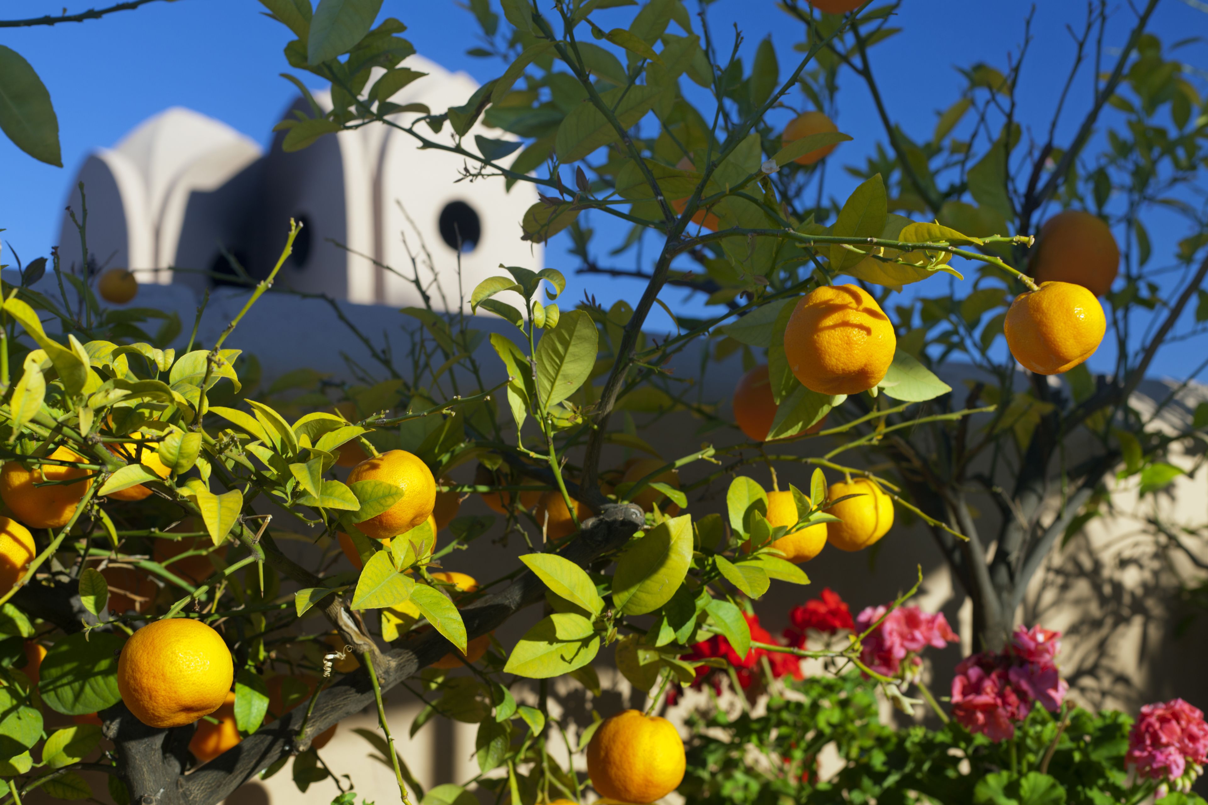 Photo - Dar Les Cigognes