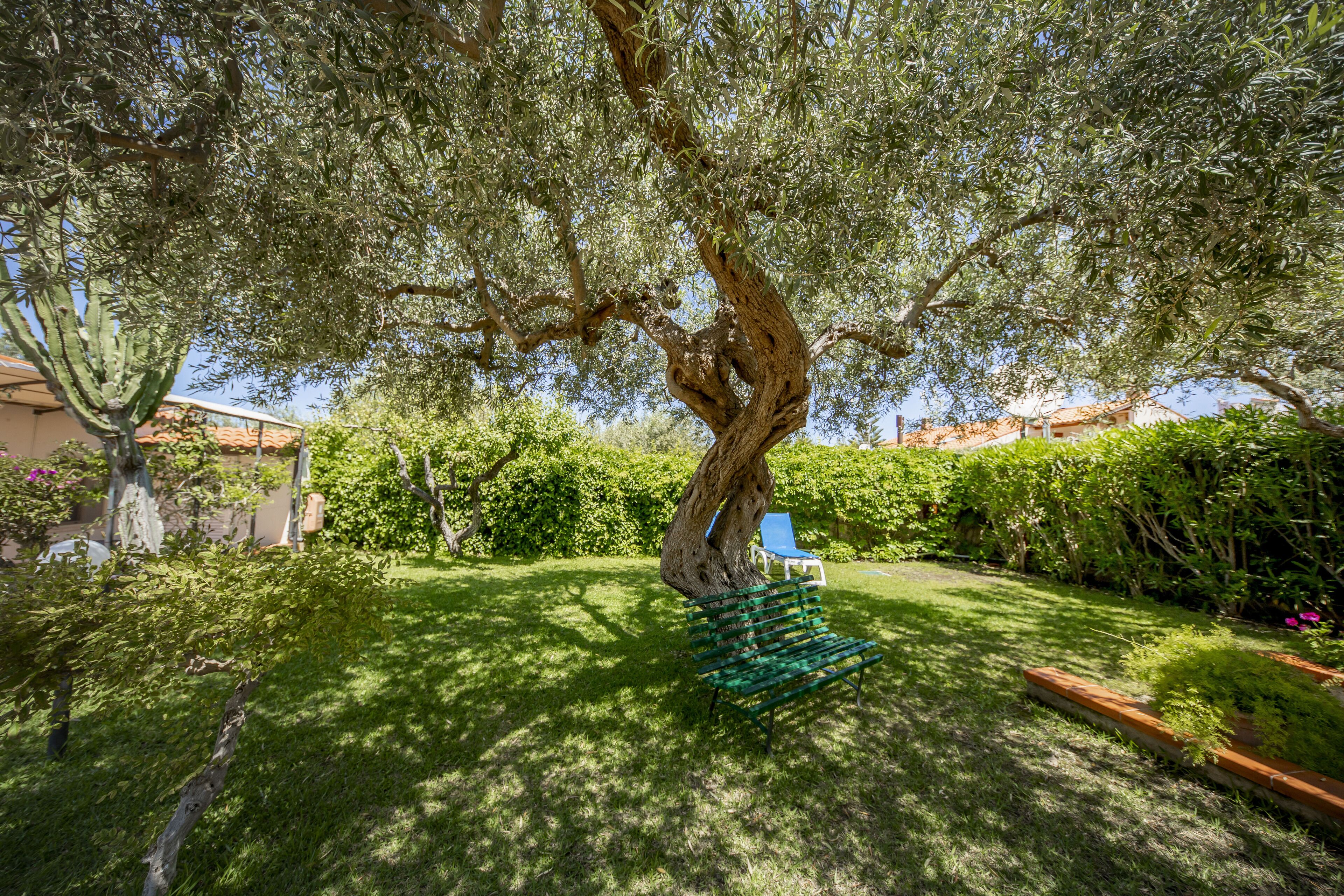 Ein Garten mit einem großen Baum, einer Bank und einem blauen Stuhl.