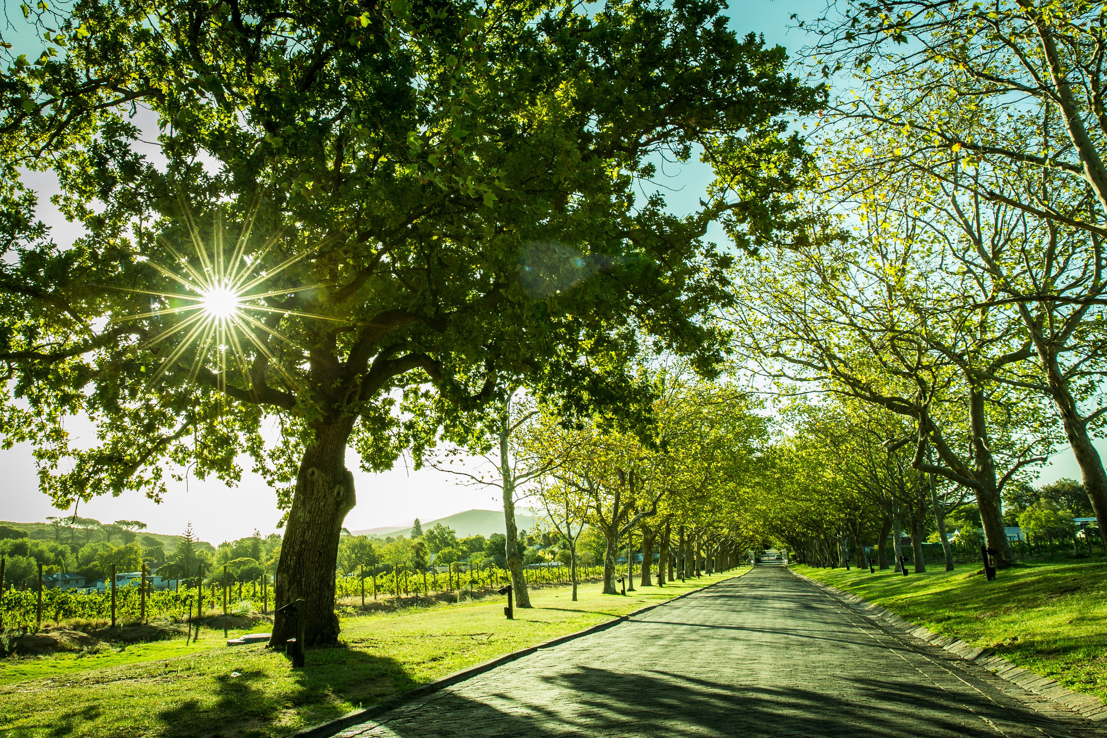 Un sendero bordeado de árboles, cielo despejado y luz solar filtrándose entre las hojas.