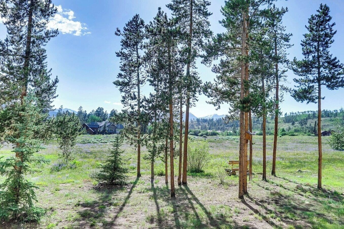 A forest with tall trees and a clear sky.
