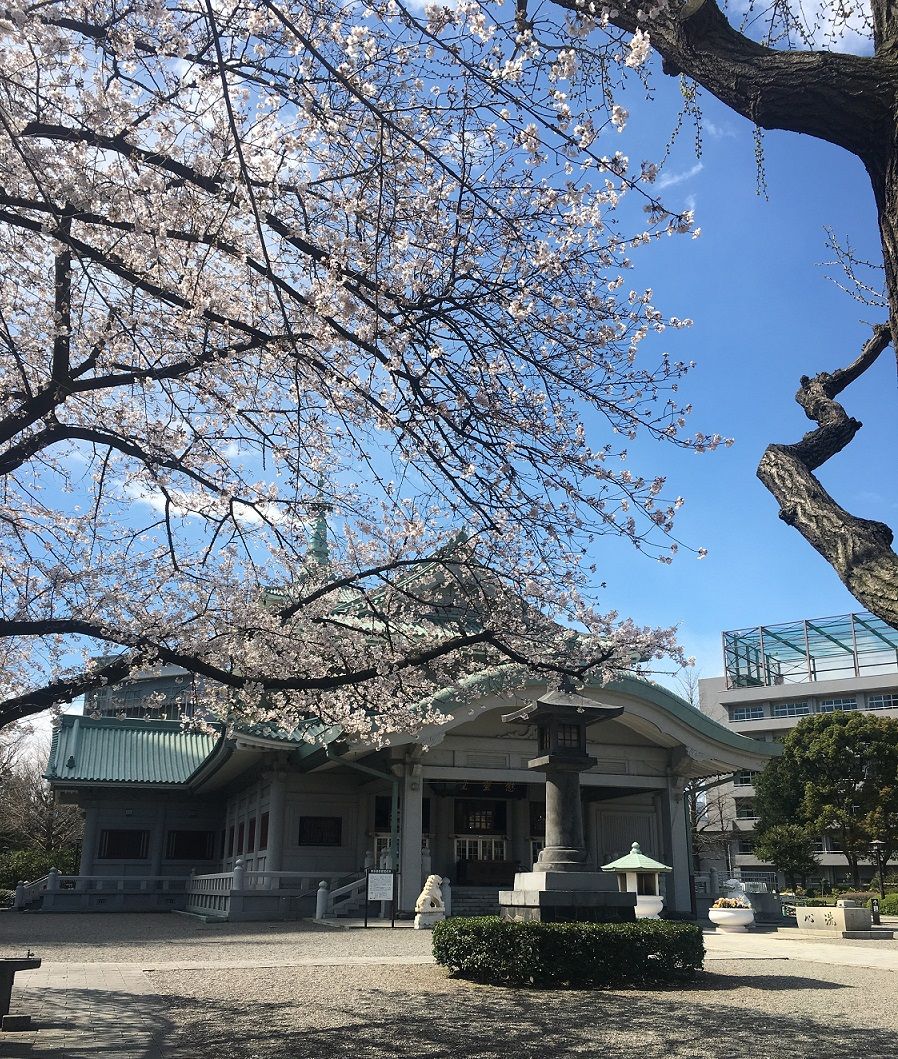 A traditional building with a green roof, a stone lantern, and a cherry blossom tree in the foreground.