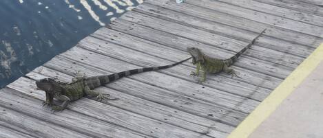 Deux iguanes sur un quai en bois.
