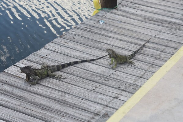 Two iguanas on a wooden dock. - Coconut Cay Resort & Marina (Marathon)