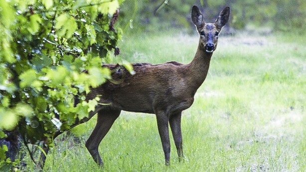 A deer in a grassy field with trees in the background. - Villa Sant'Uberto Country Inn (Radda in Chianti)