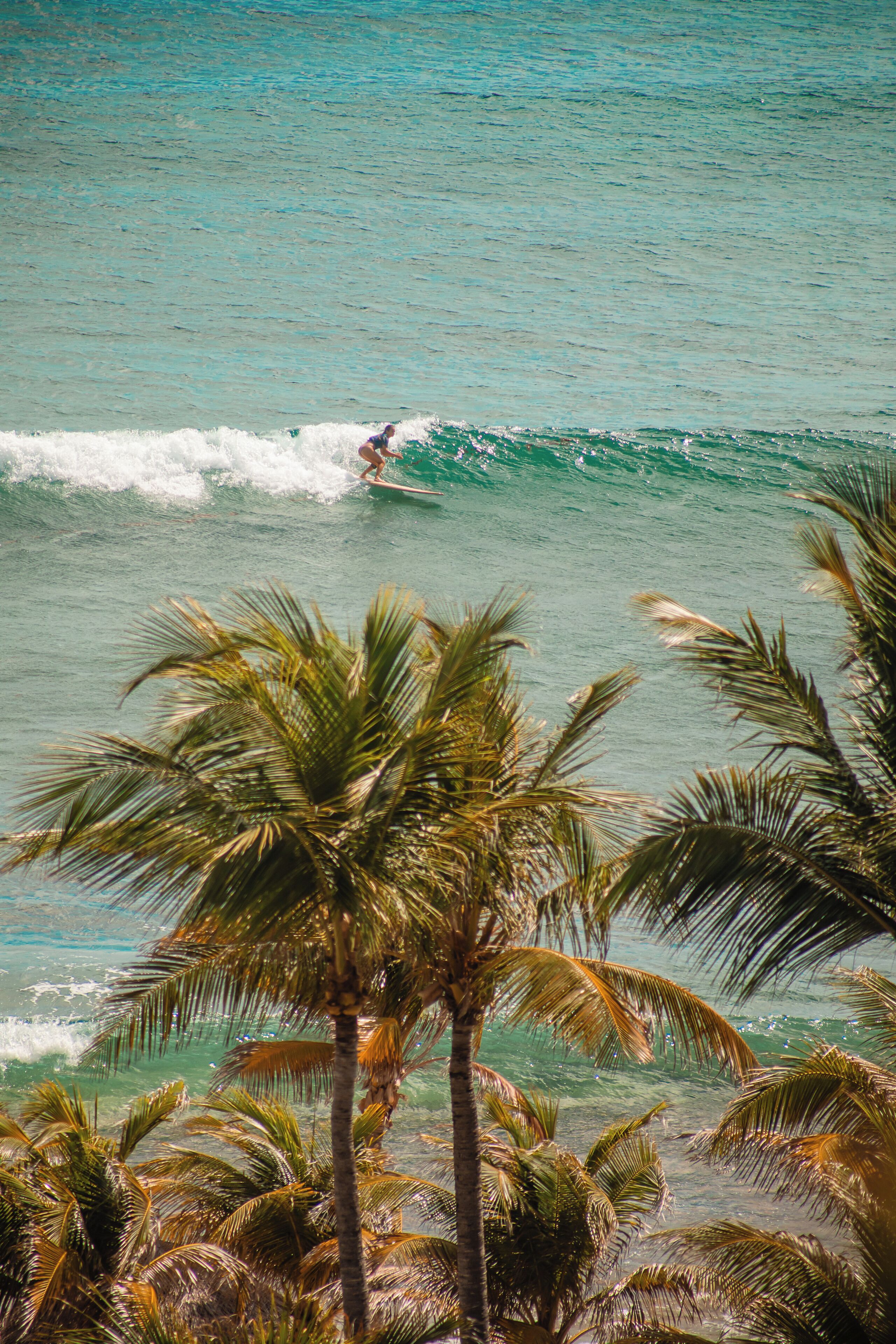 A beach scene with palm trees and ocean waves.