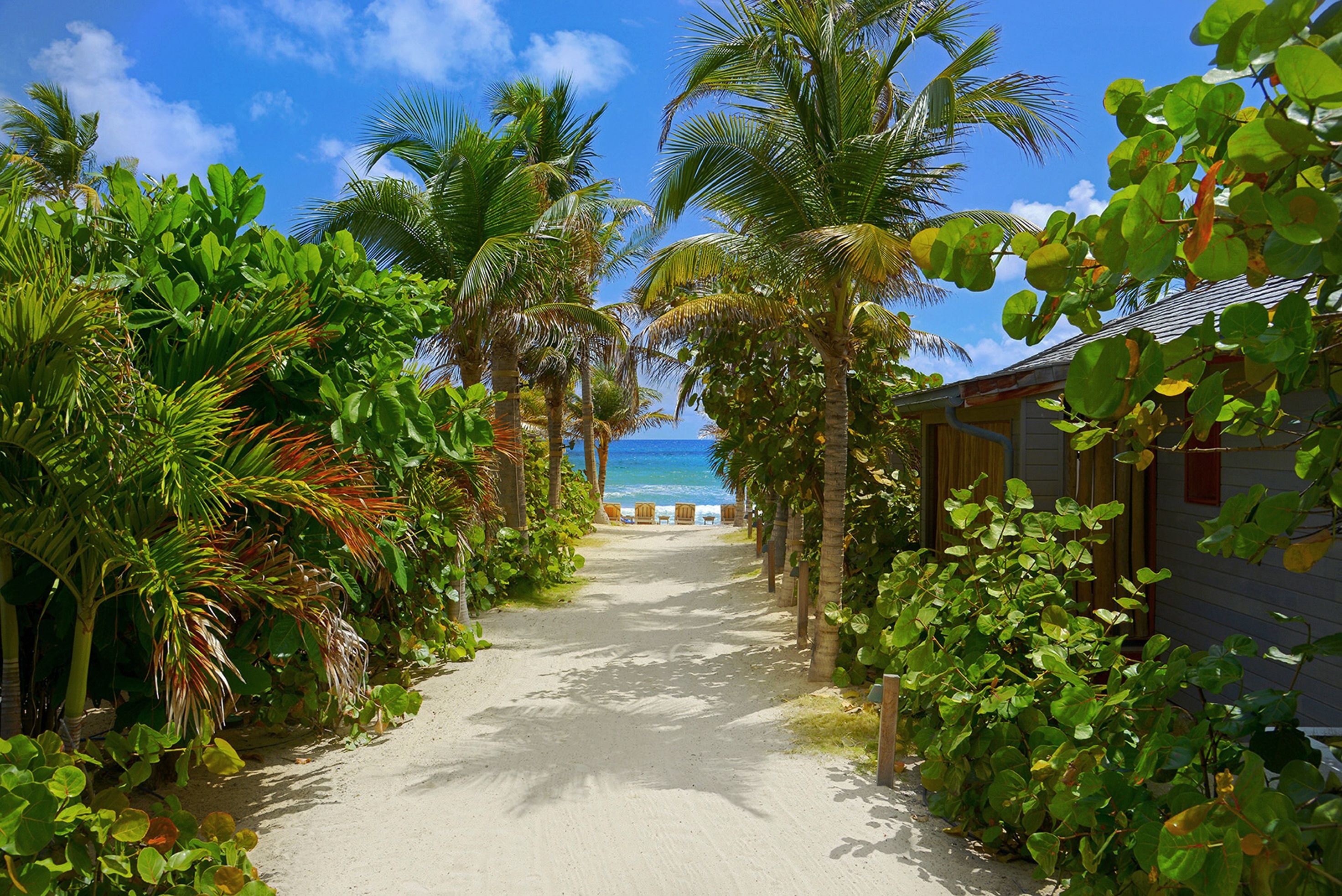 Un sendero que lleva a una playa con palmeras y un edificio a la derecha.