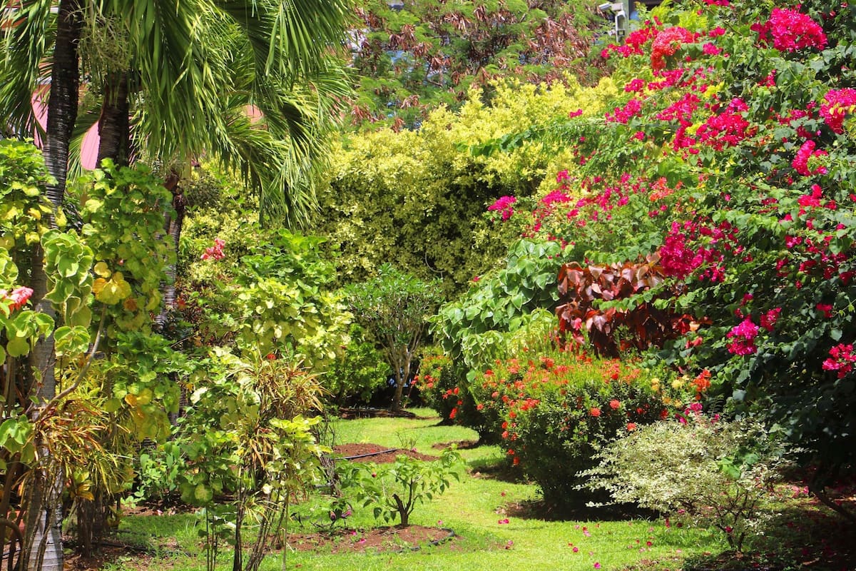 standard room, patio, garden view | view from room