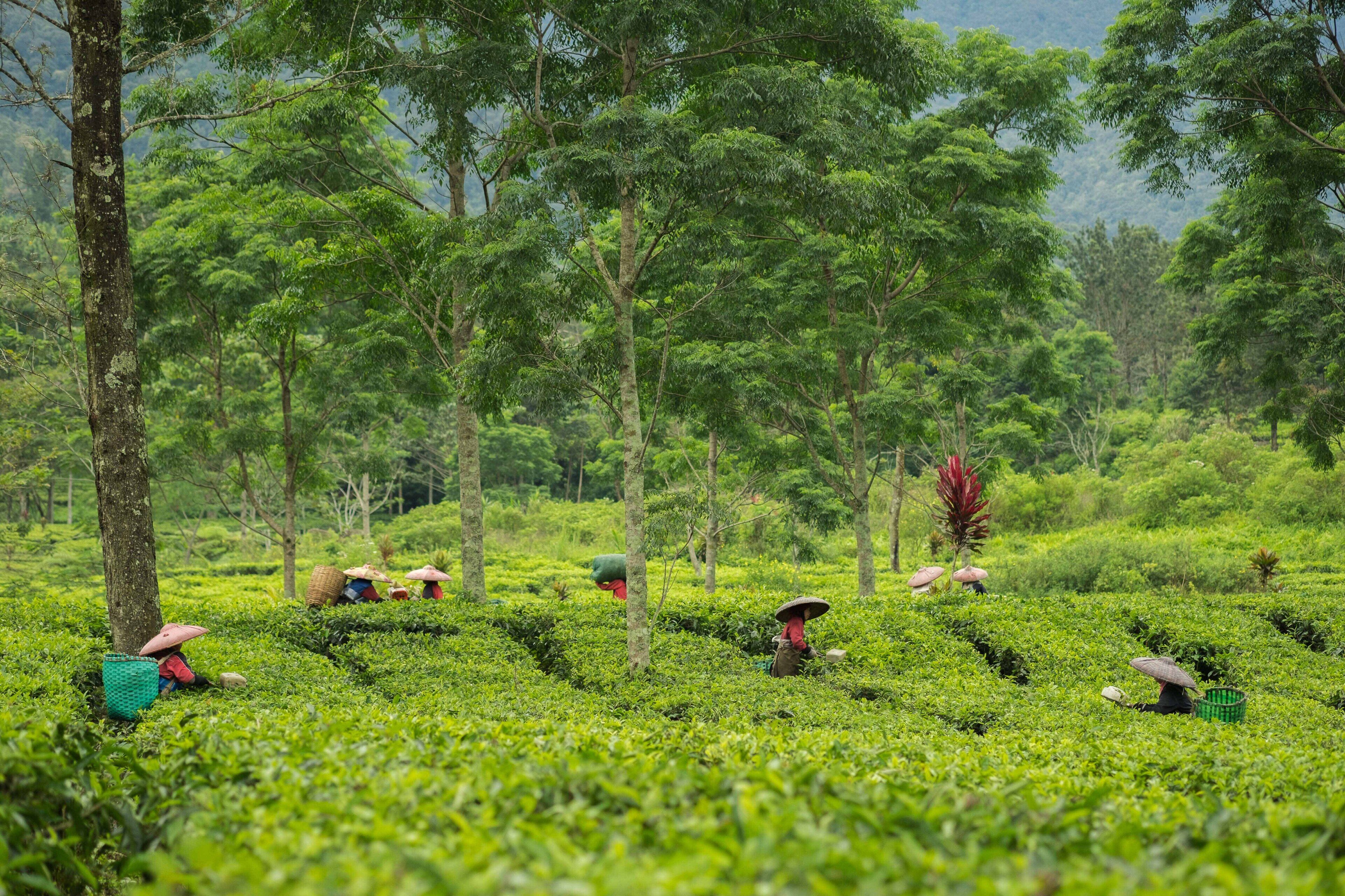 Foto - Novus Giri Resort & Spa