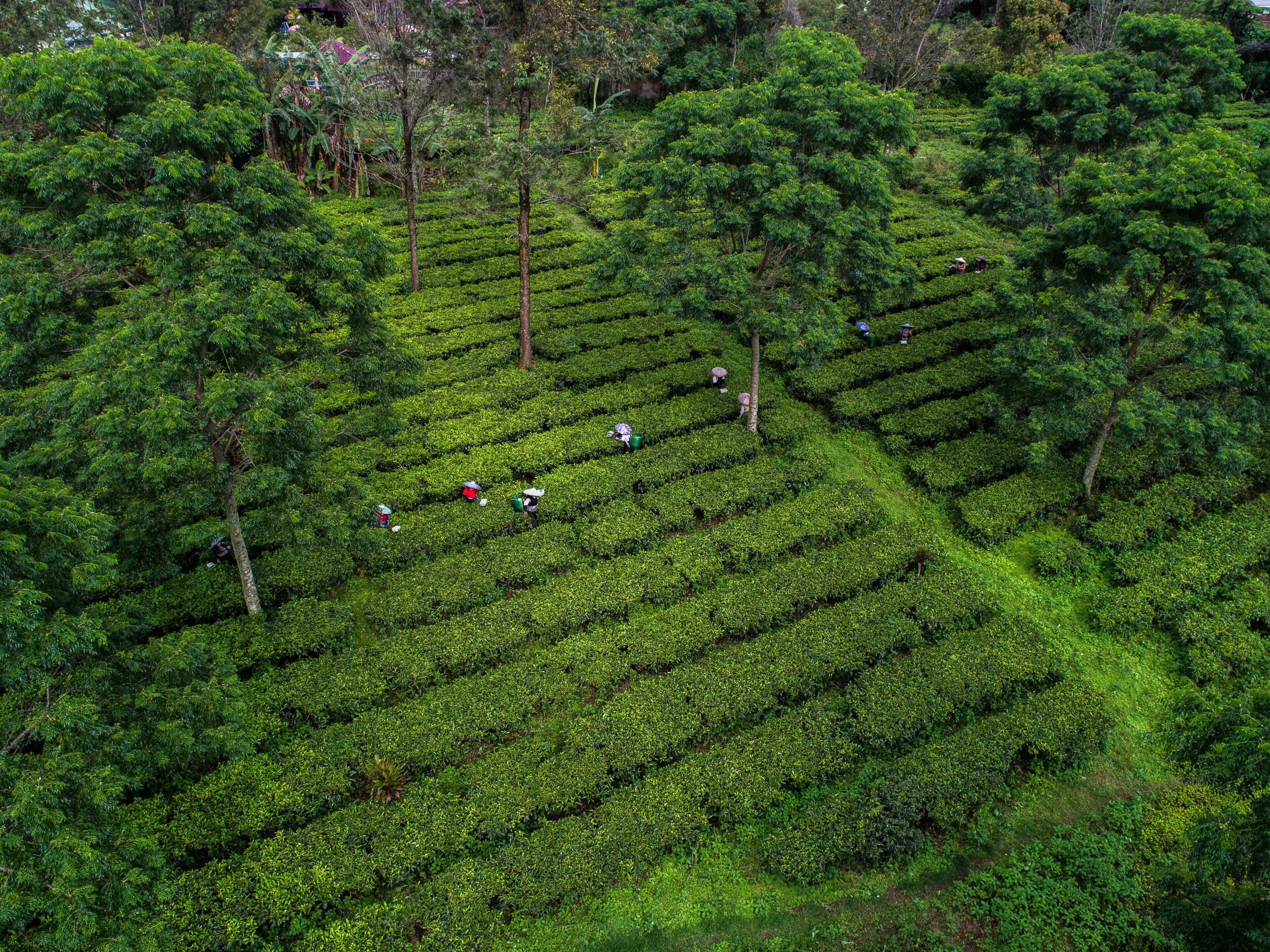 A lush tea plantation with rows of tea bushes and a few workers tending to them.