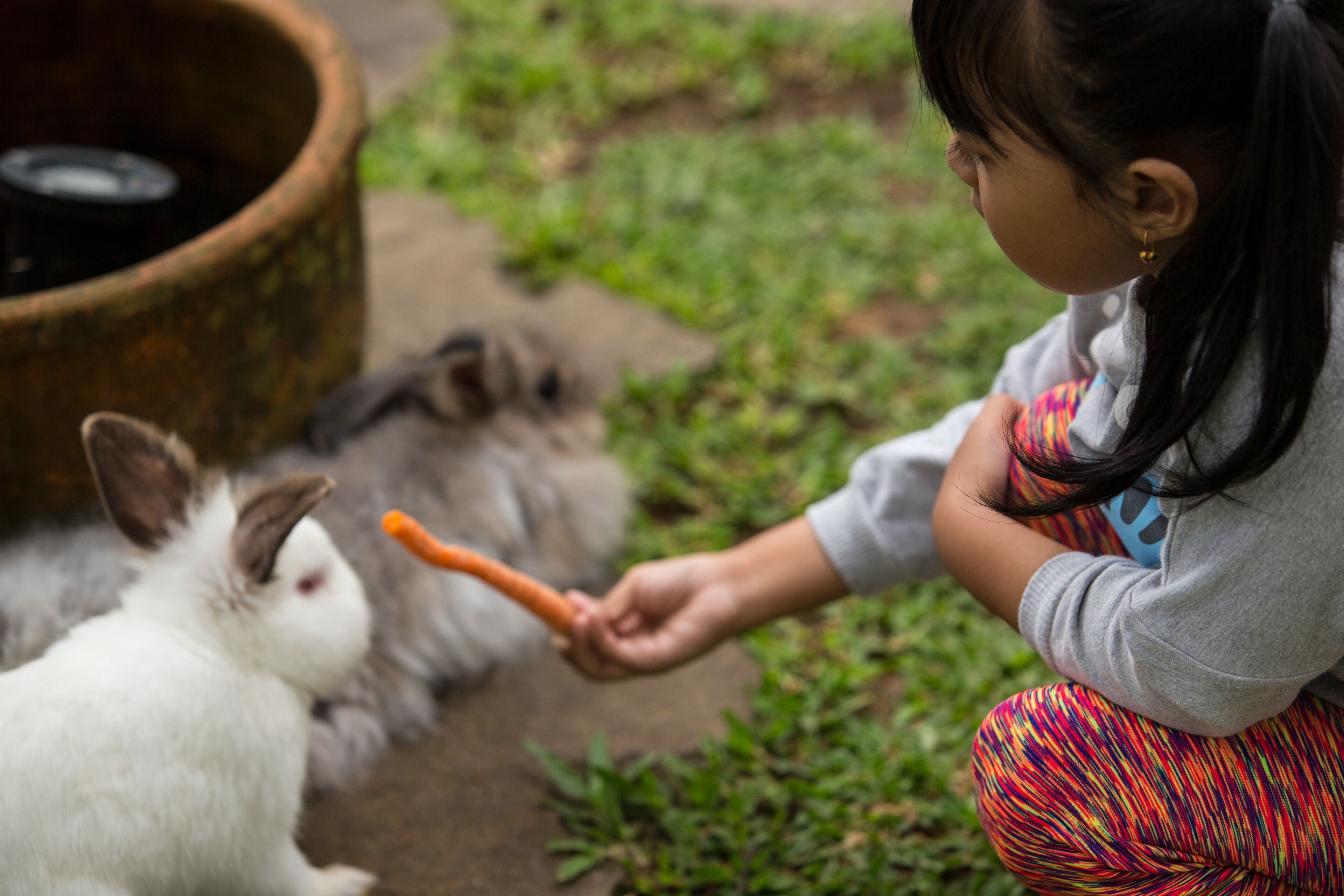 A person feeding a rabbit.