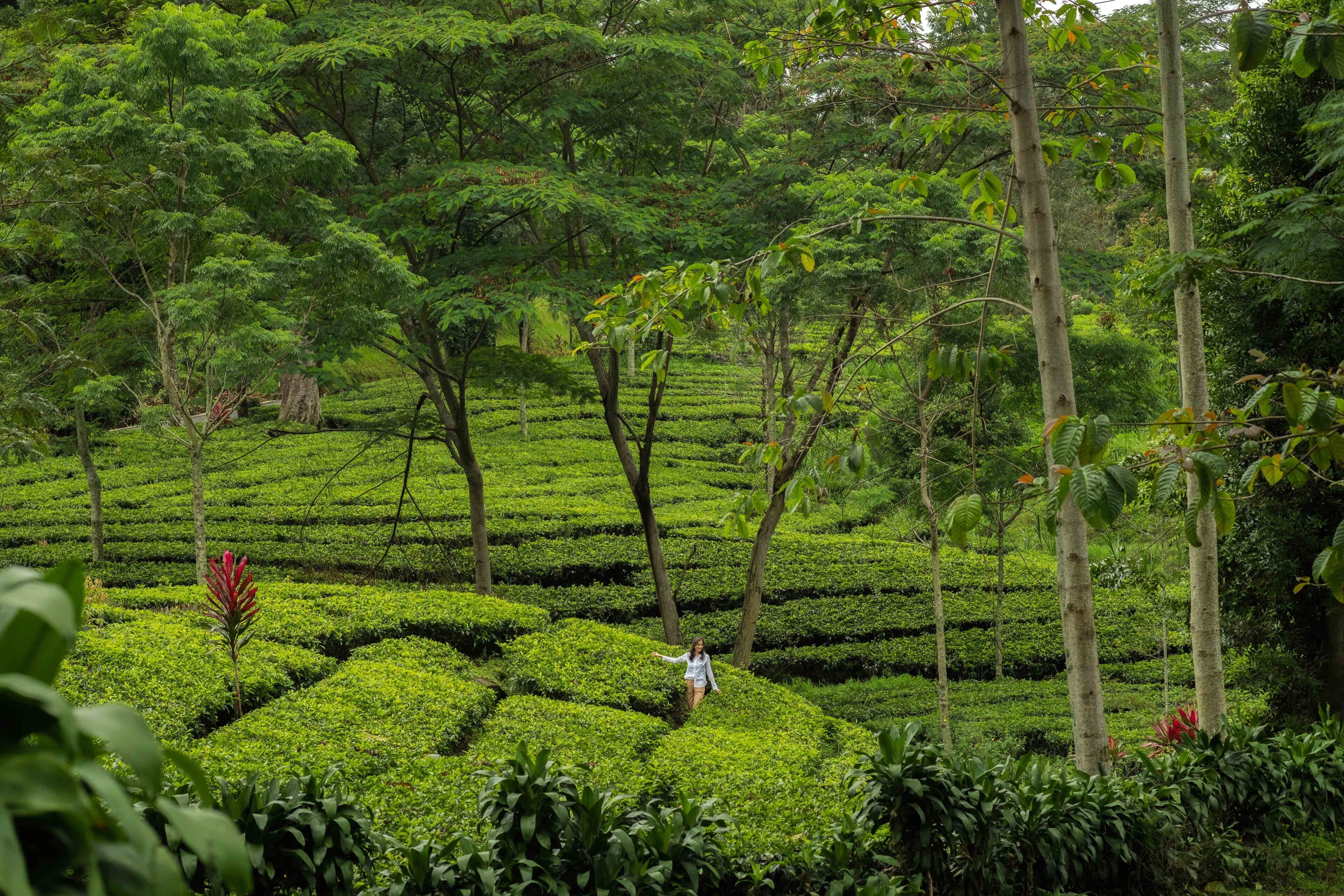 Foto - Novus Giri Resort & Spa