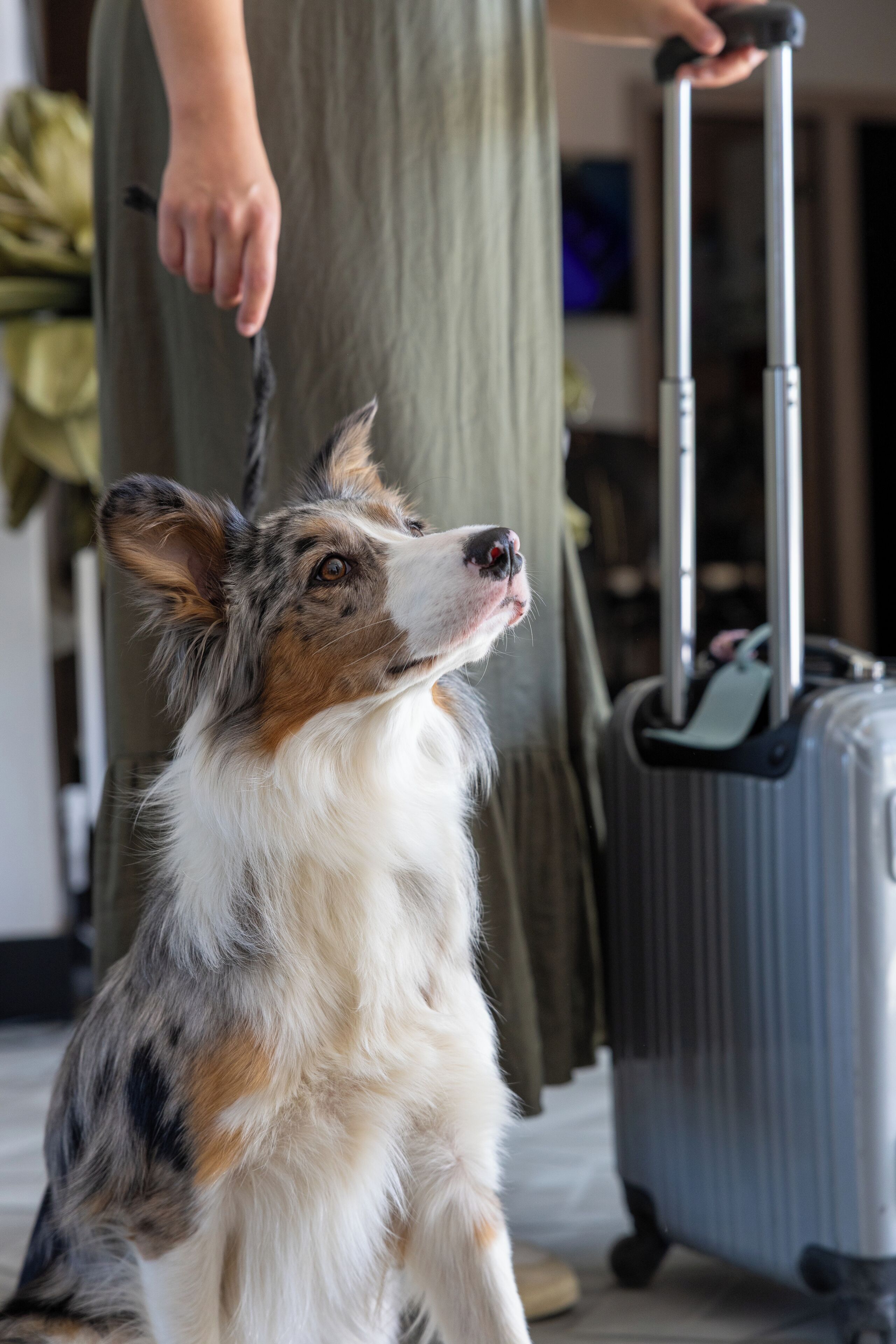 A dog looking at a suitcase.