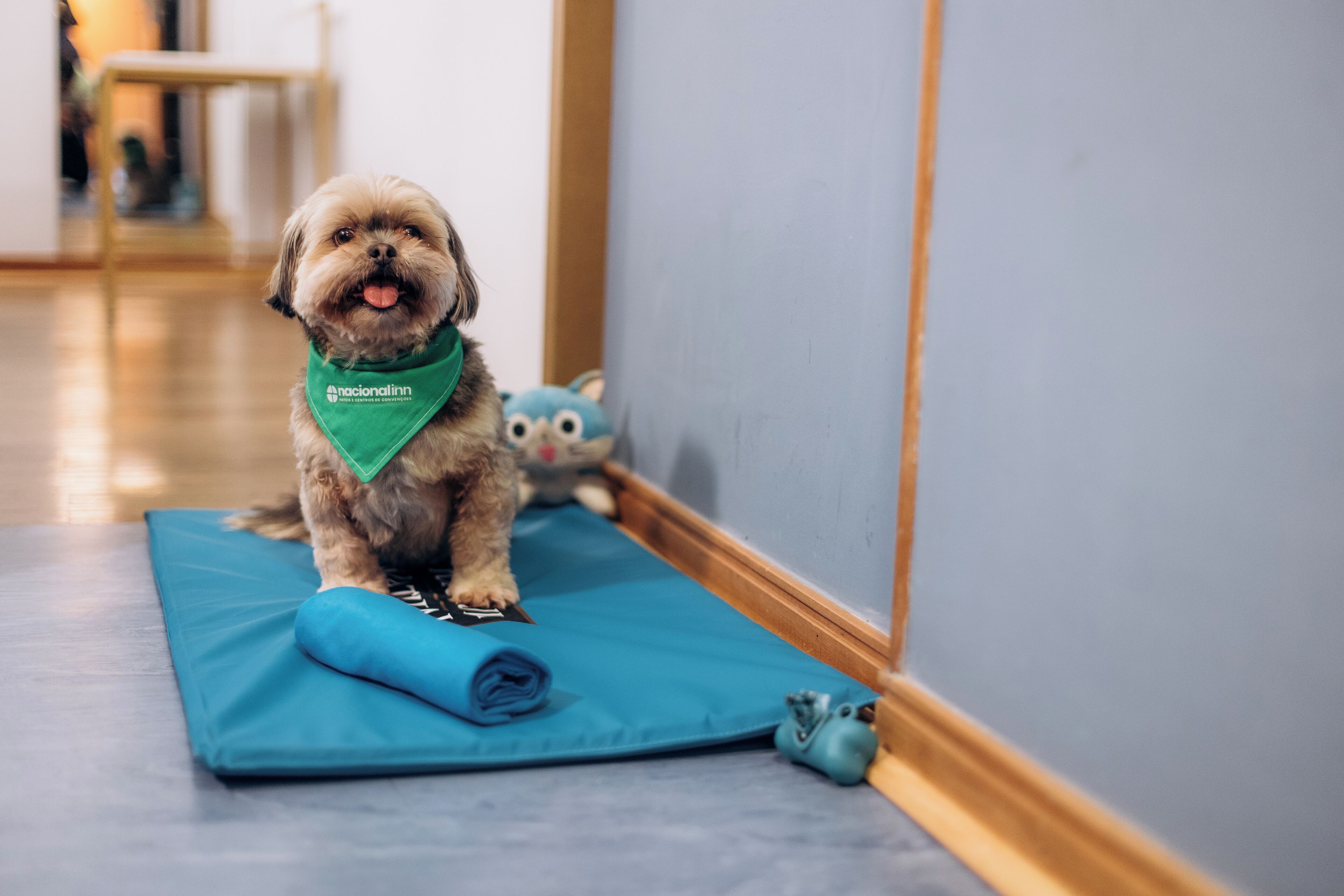 Een kleine hond op een blauwe mat in een kamer met houten vloeren en een lichtgekleurde muur.