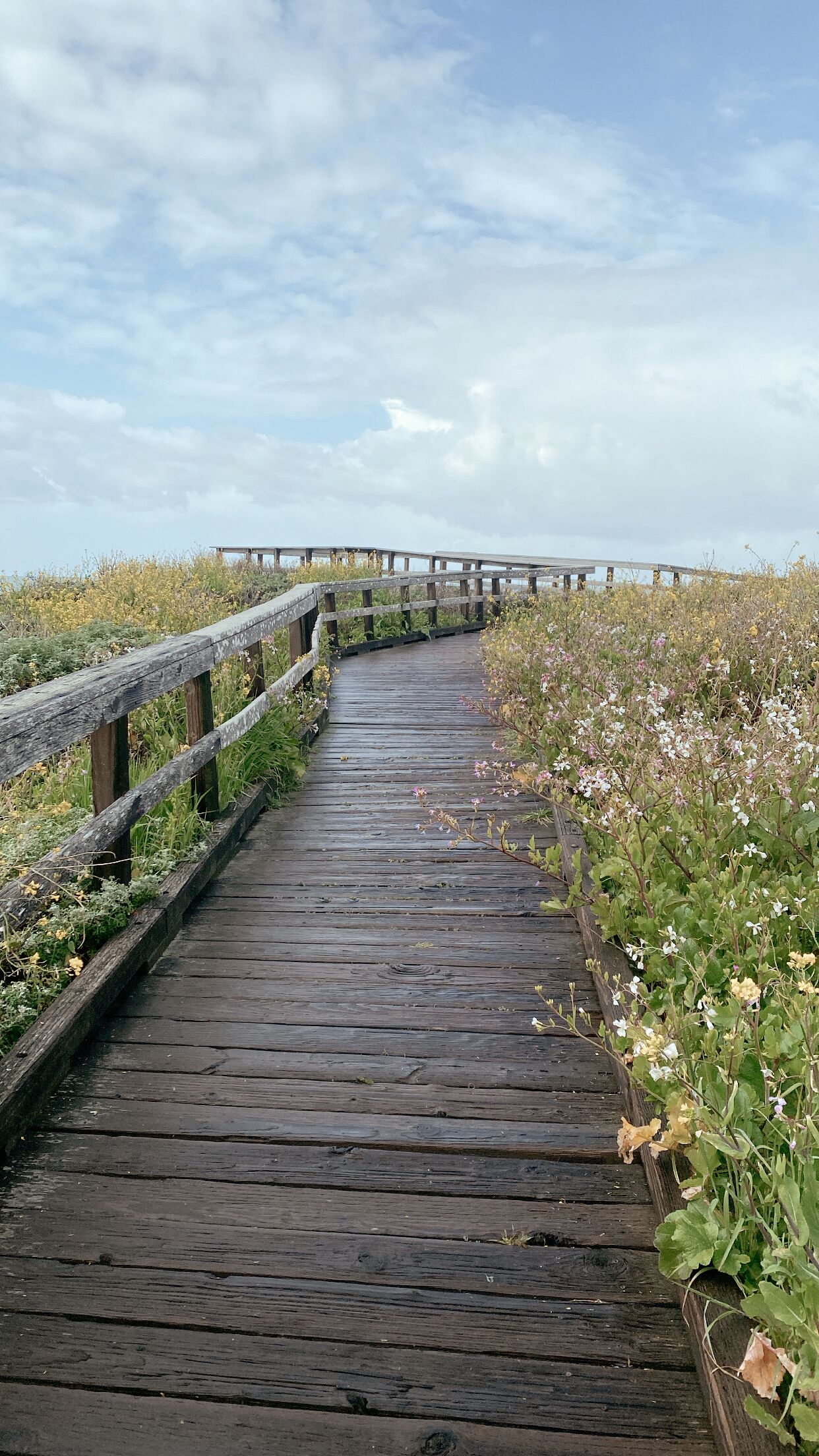 A wooden boardwalk leading to a pier, surrounded by wildflowers and vegetation.