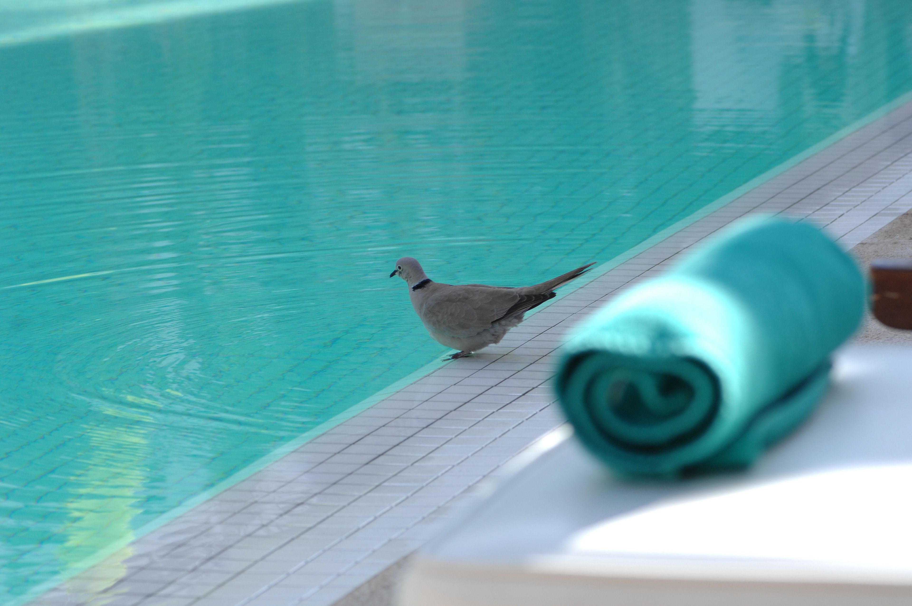Una paloma caminando a lo largo de la piscina, con una toalla enrollada en primer plano.