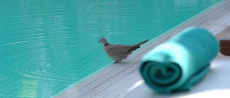 Una paloma caminando a lo largo de la piscina, con una toalla enrollada en primer plano.