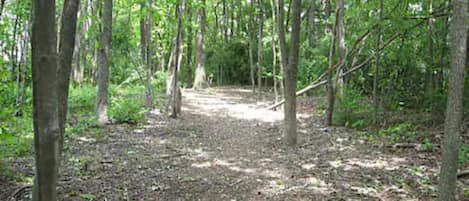 A forested area with a dirt path leading into the distance.