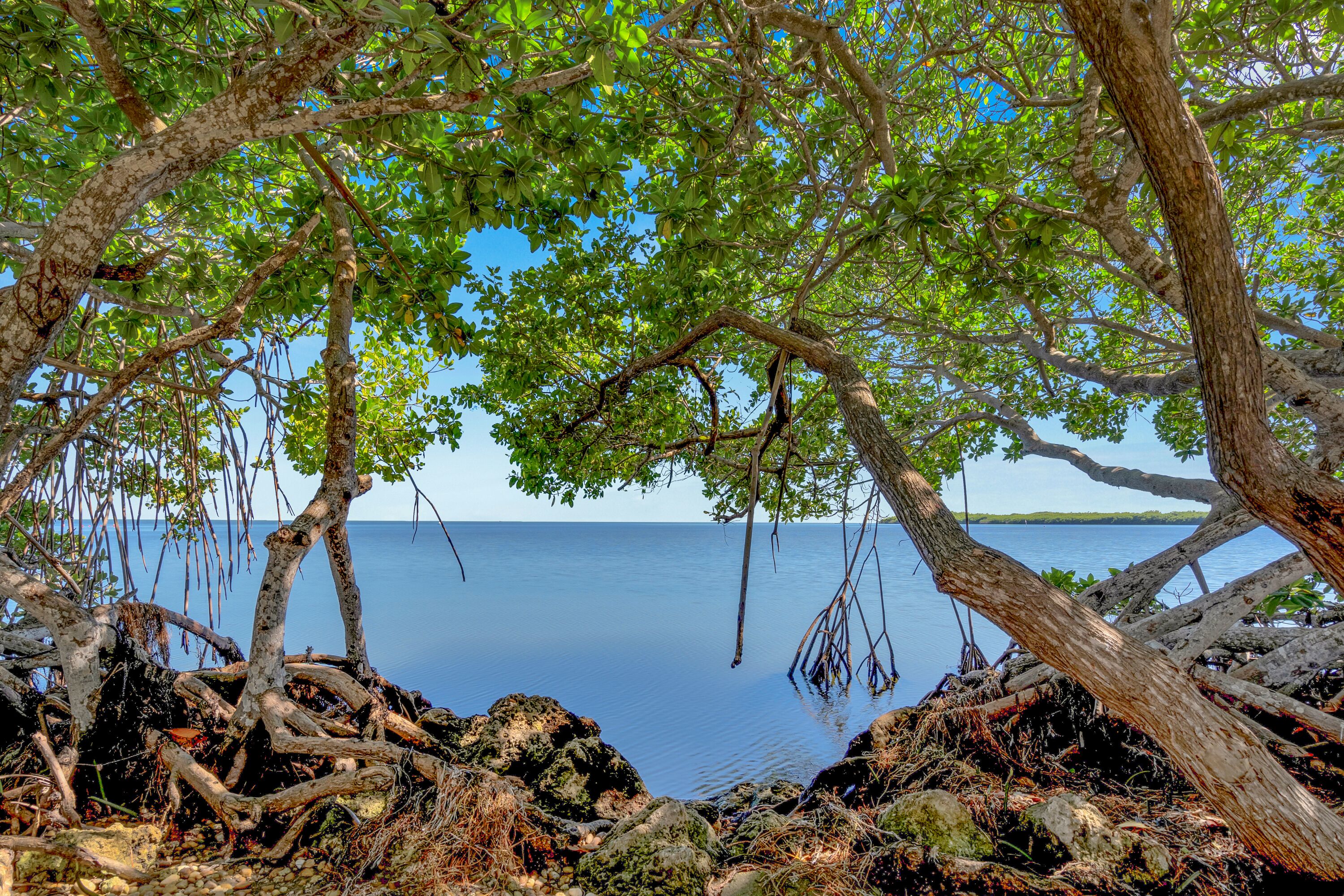 Paisaje natural con zona arbolada y masa de agua tranquila.