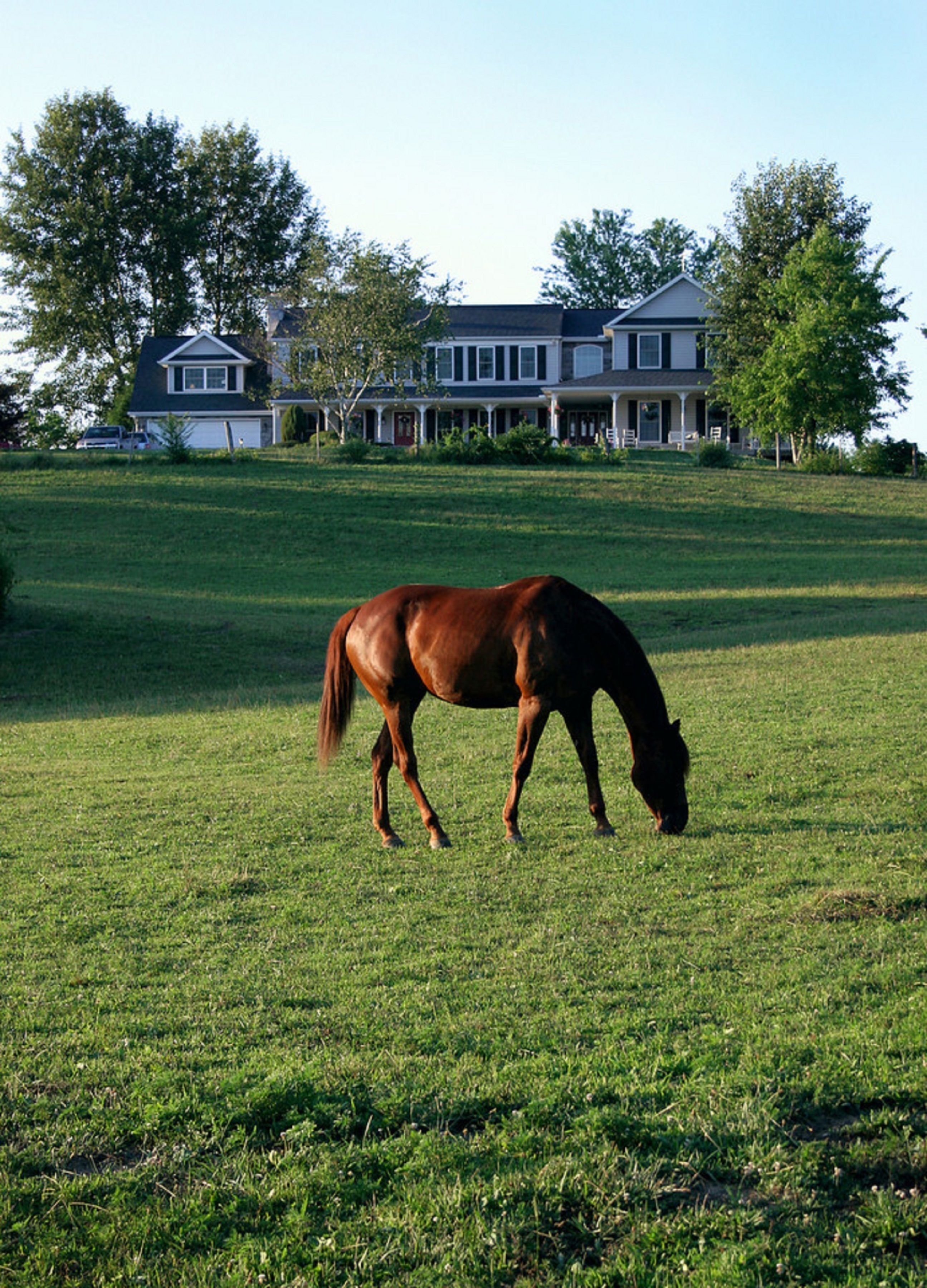 A horse grazing in a grassy field with a large house in the background.