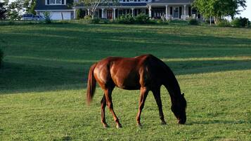 A horse grazing in a grassy field with a large house in the background.