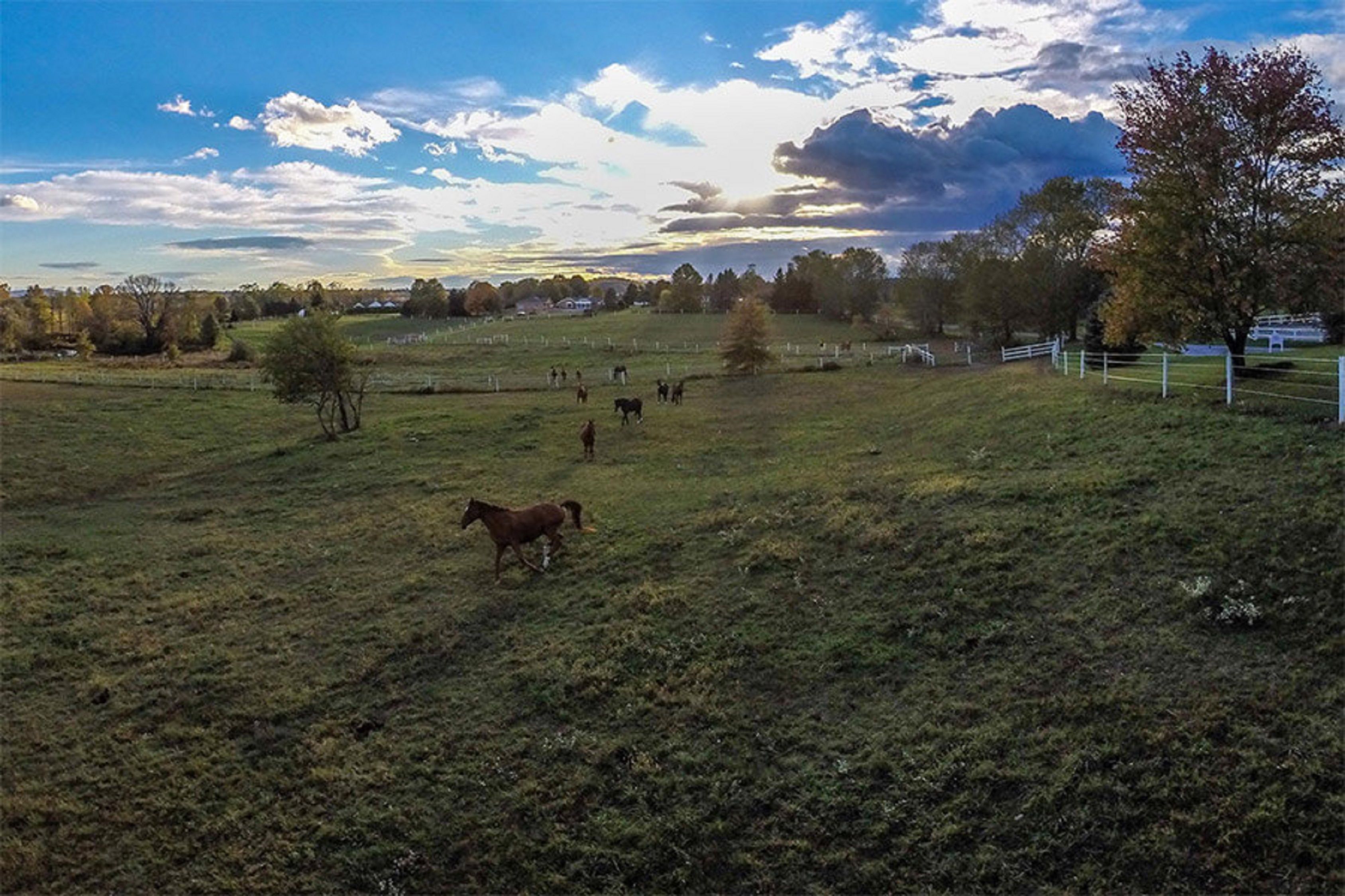 Un paysage rural avec un champ d’herbe, quelques arbres et une clôture.